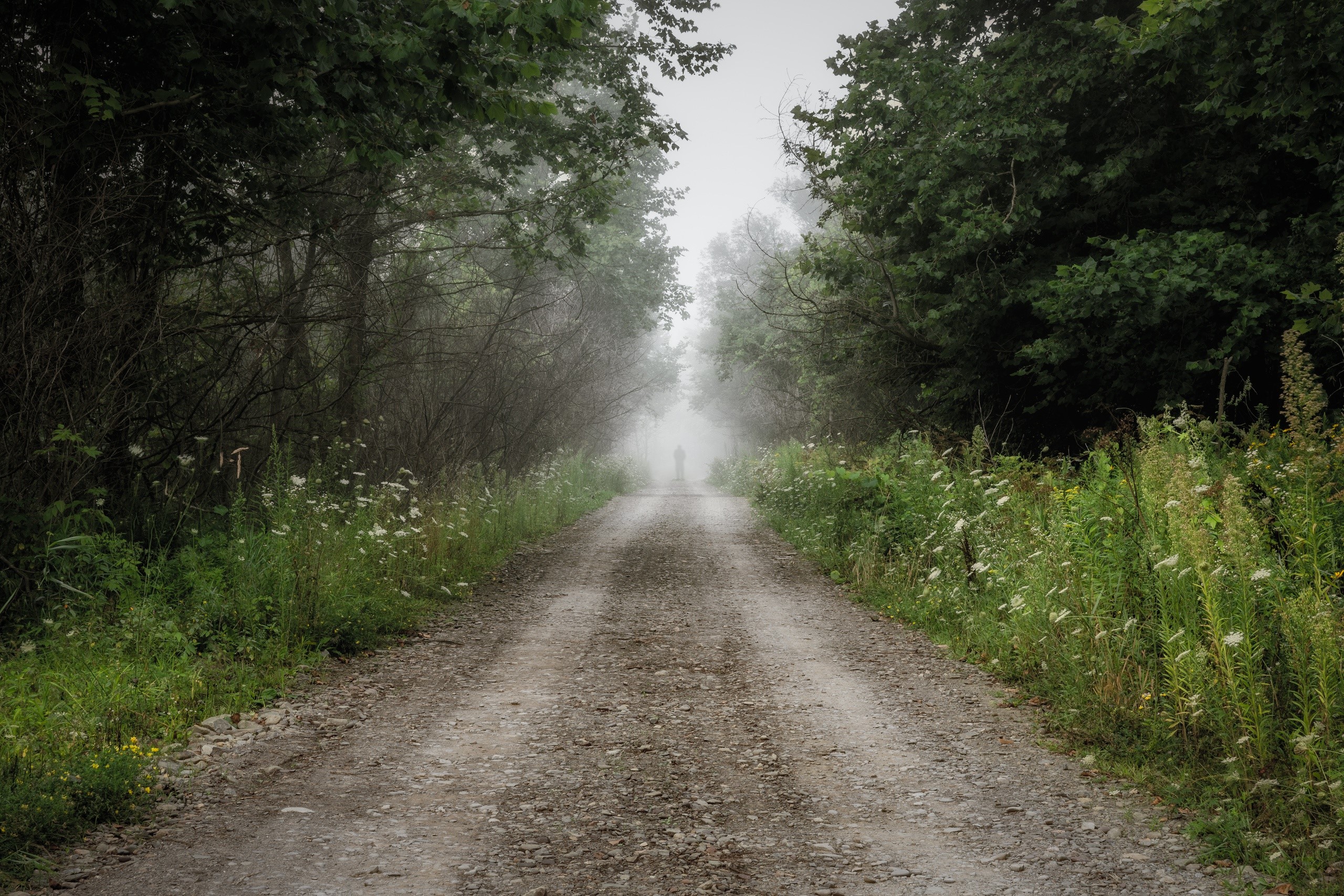dirt road, road, outdoors, trees, HD Wallpaper