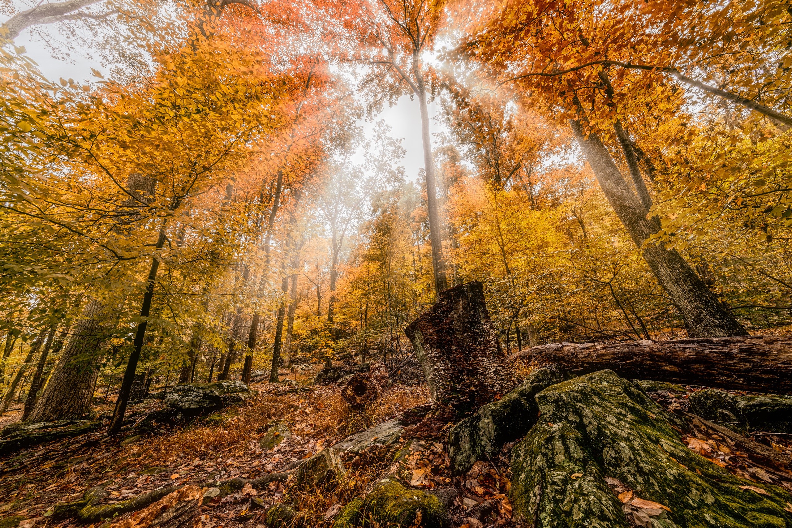 fall, nature, trees, plants, forest, outdoors, HD Wallpaper