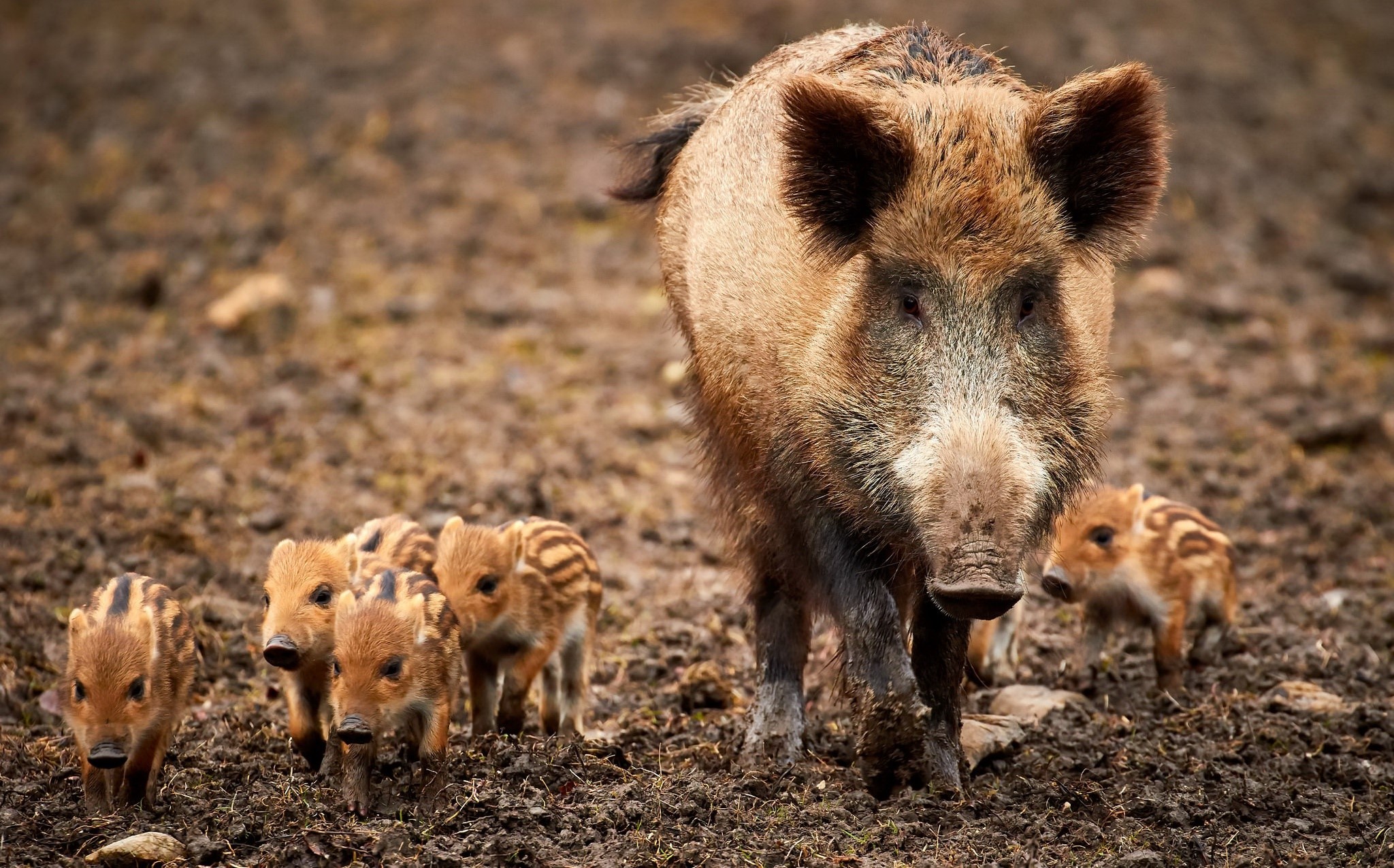 animals, mammals, pigs, baby animals, dirt, HD Wallpaper