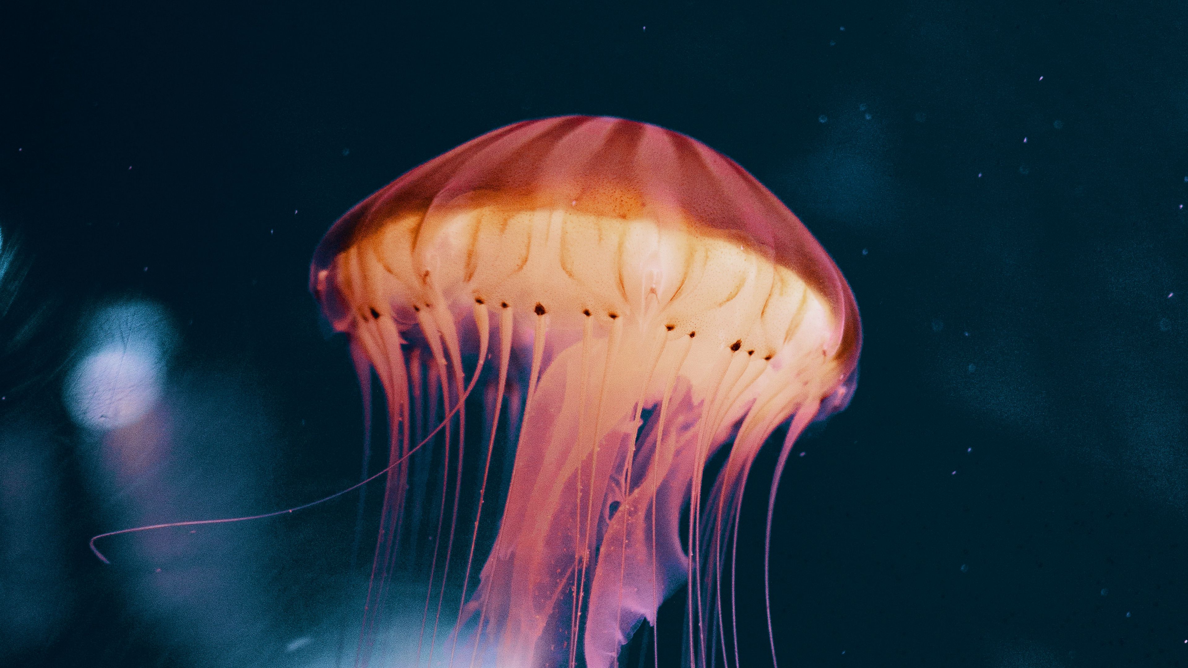 jellyfish, neon, phosphorus, underwater world, 4k, HD Wallpaper