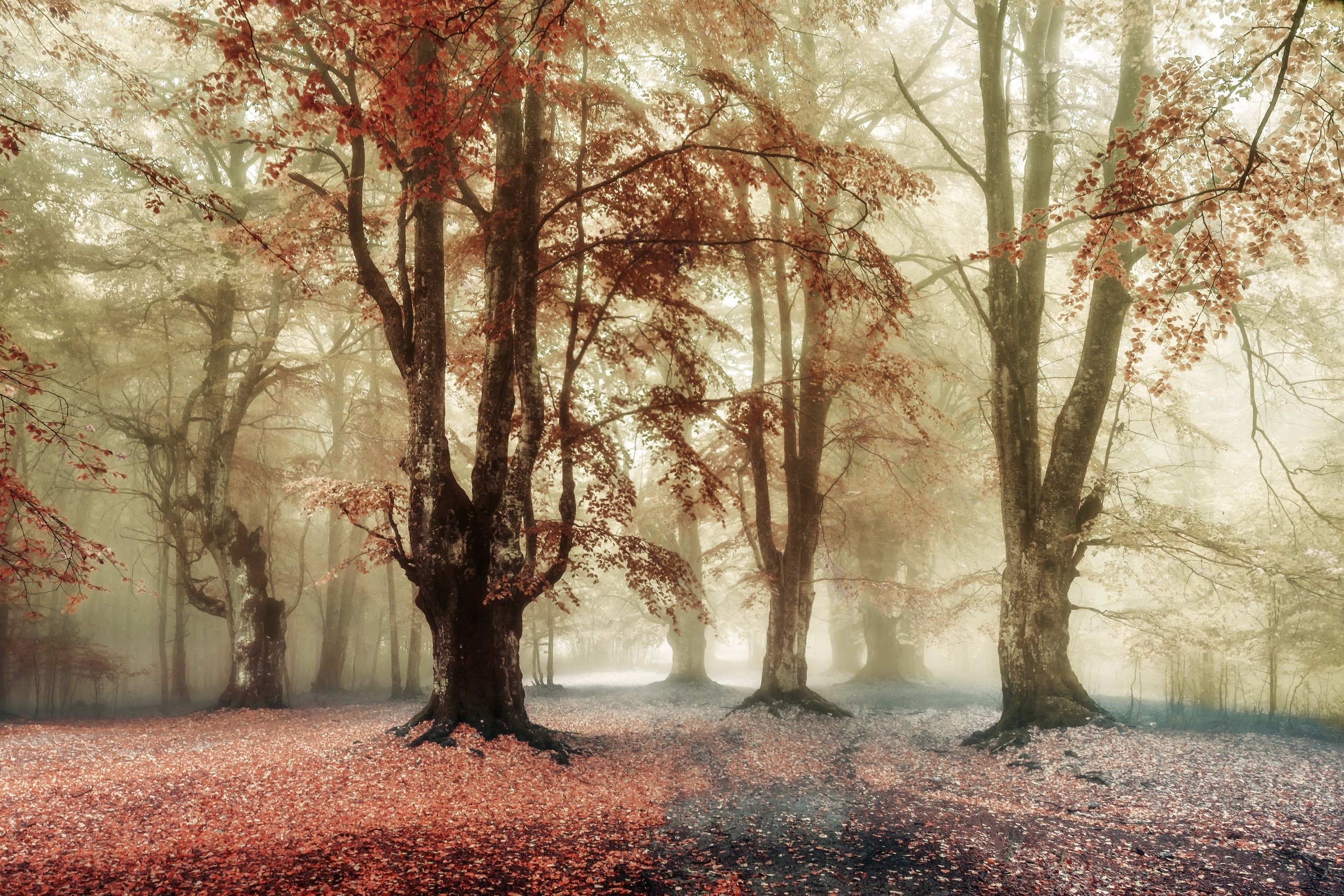 plants, trees, fall, outdoors, HD Wallpaper