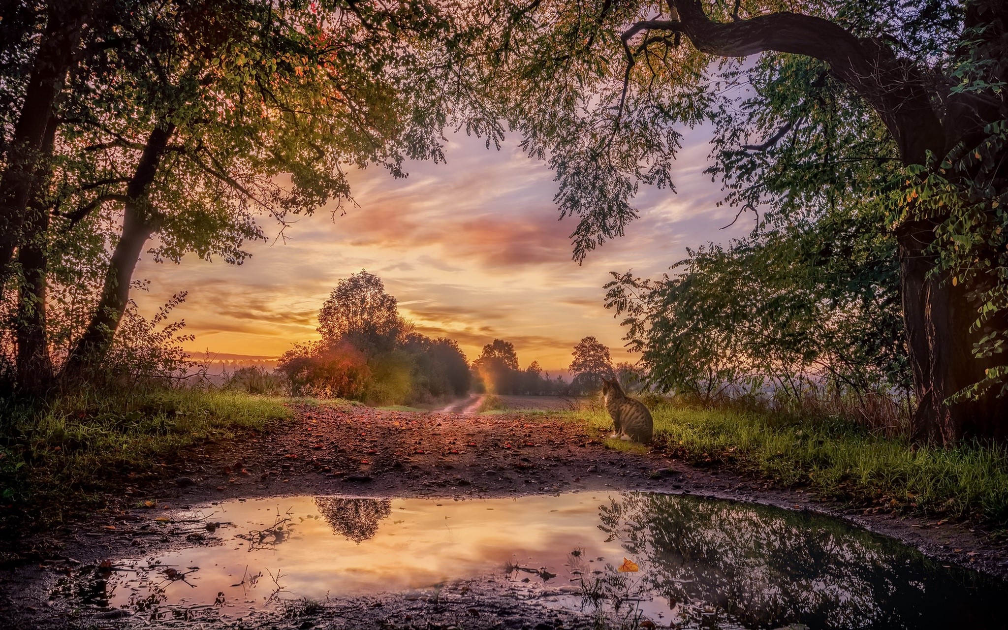 cats, animals, mammals, nature, trees, sky, sunlight, HD Wallpaper