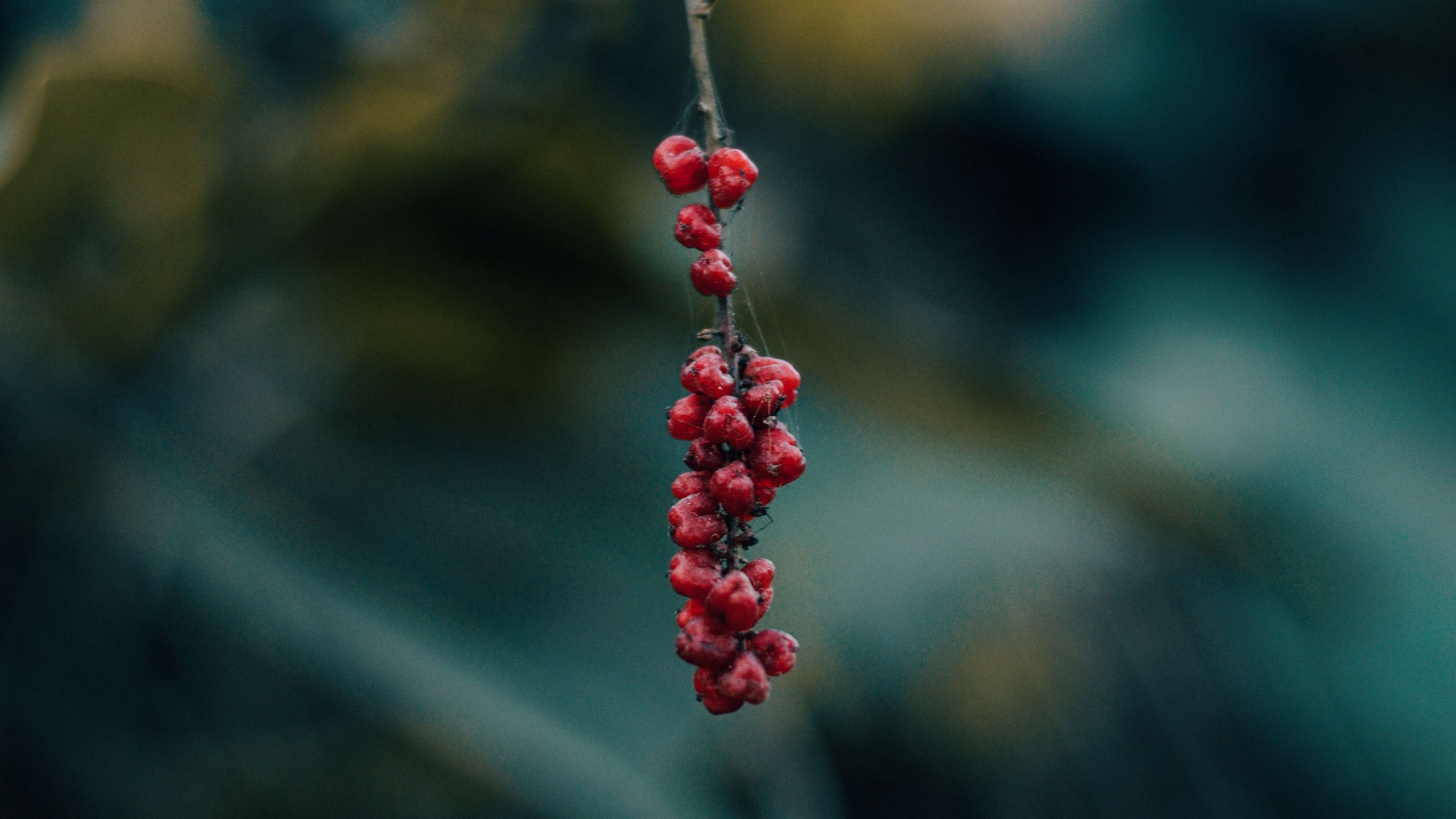 berry, branch, macro, blur, 4k, HD Wallpaper