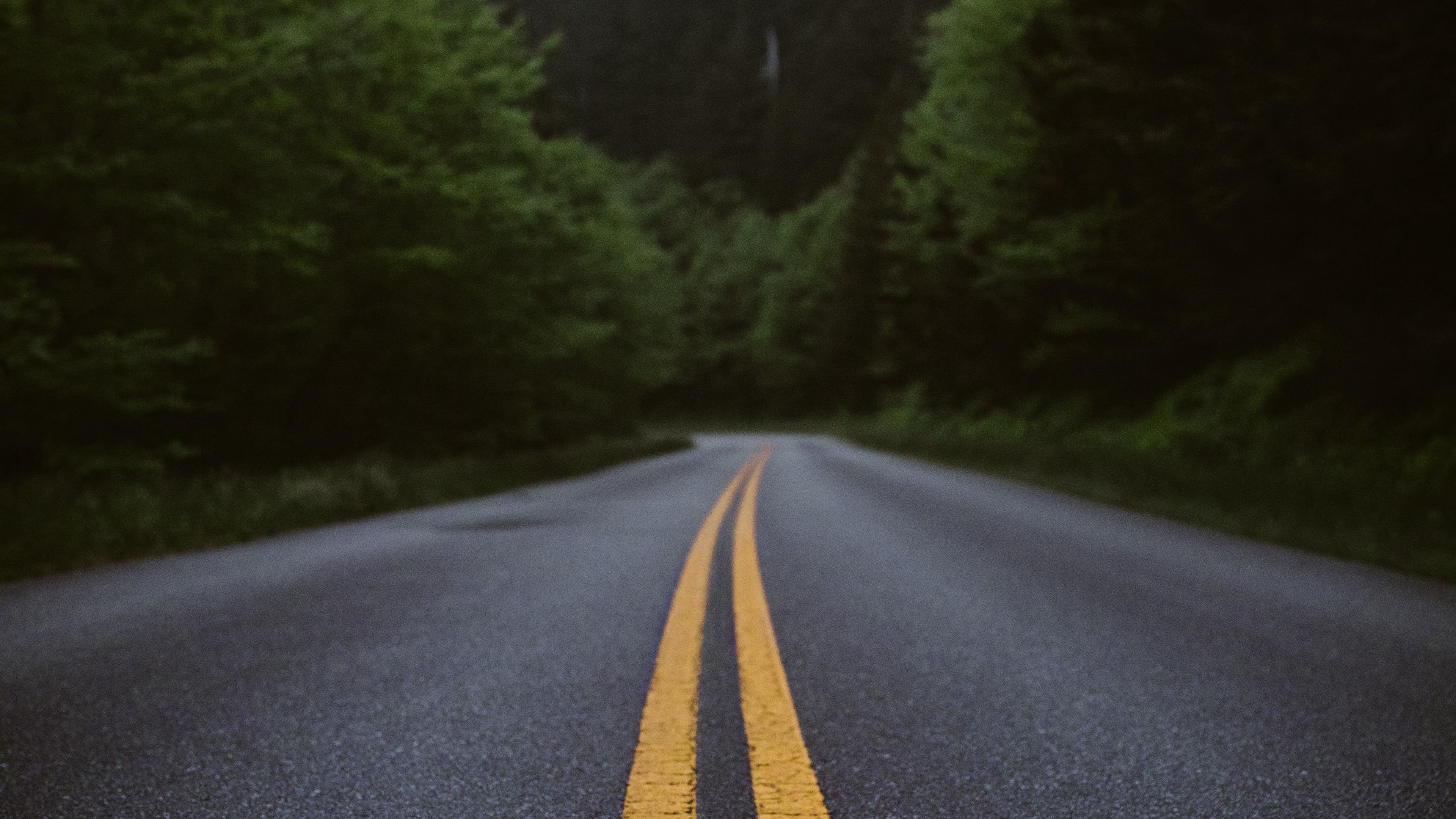 road, marking, forest, bushes, 4k, HD Wallpaper