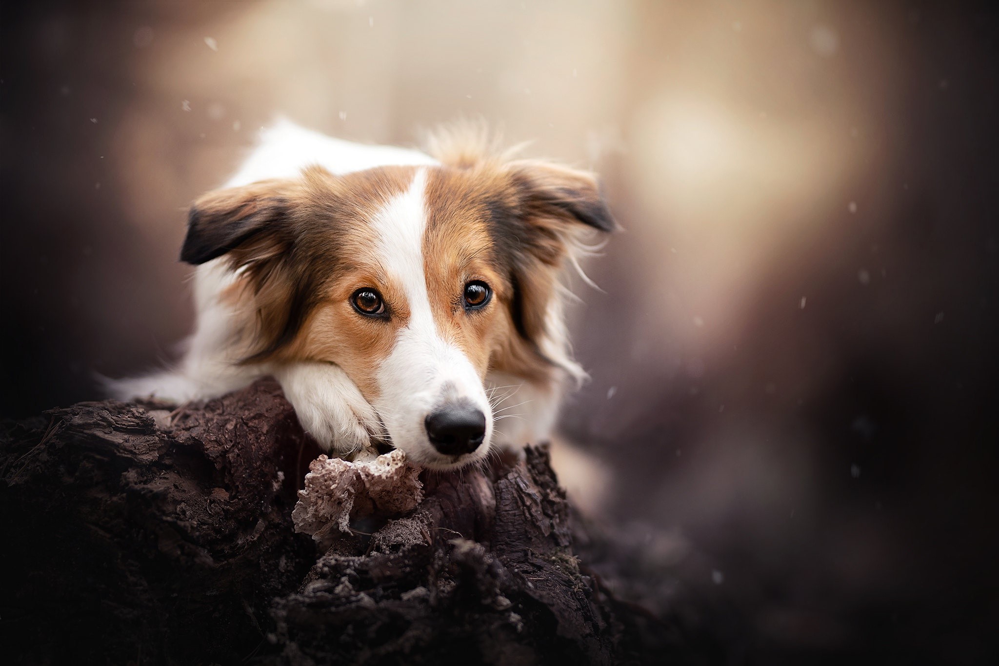 dog, animals, mammals, HD Wallpaper