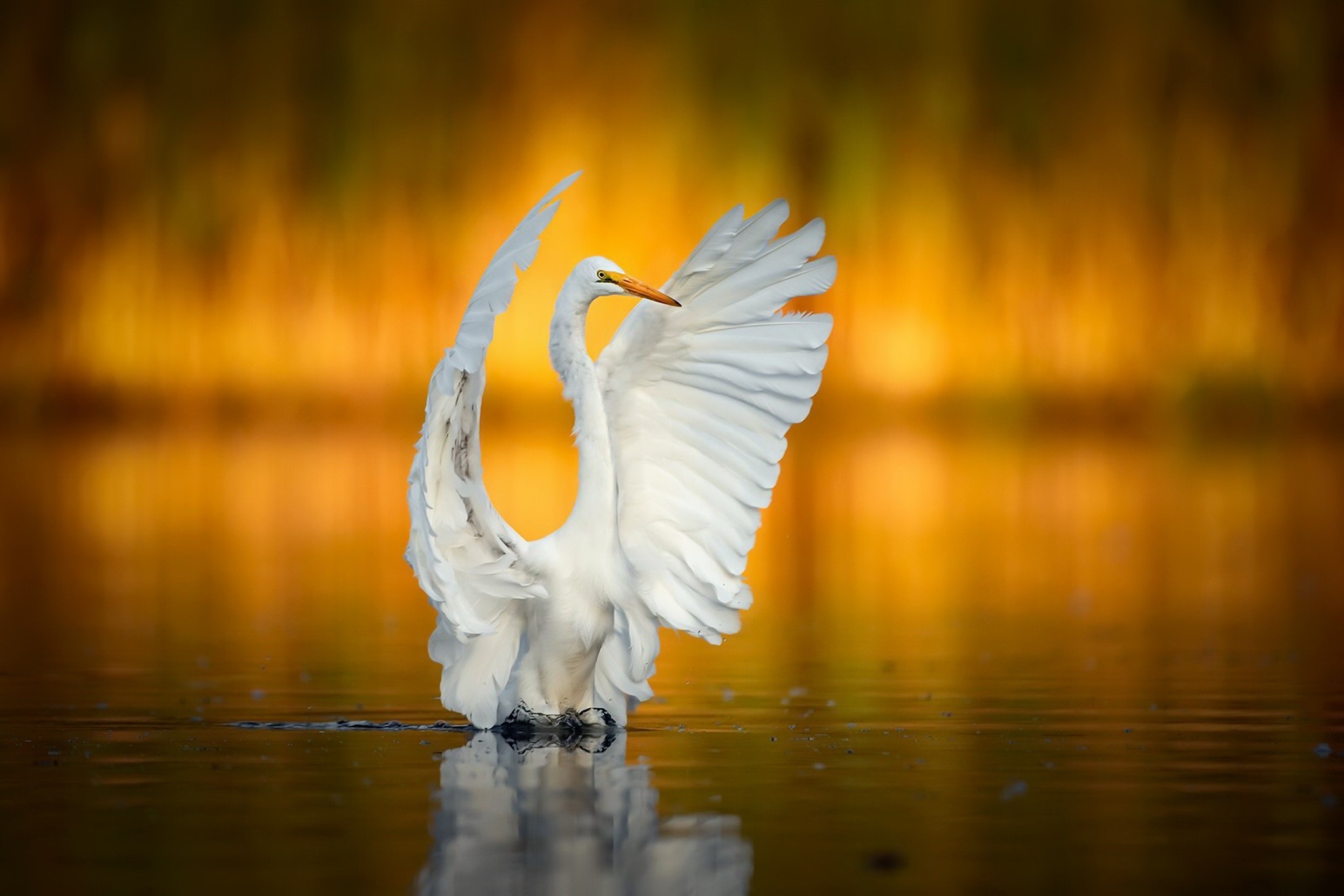 water, nature, birds, animals, HD Wallpaper