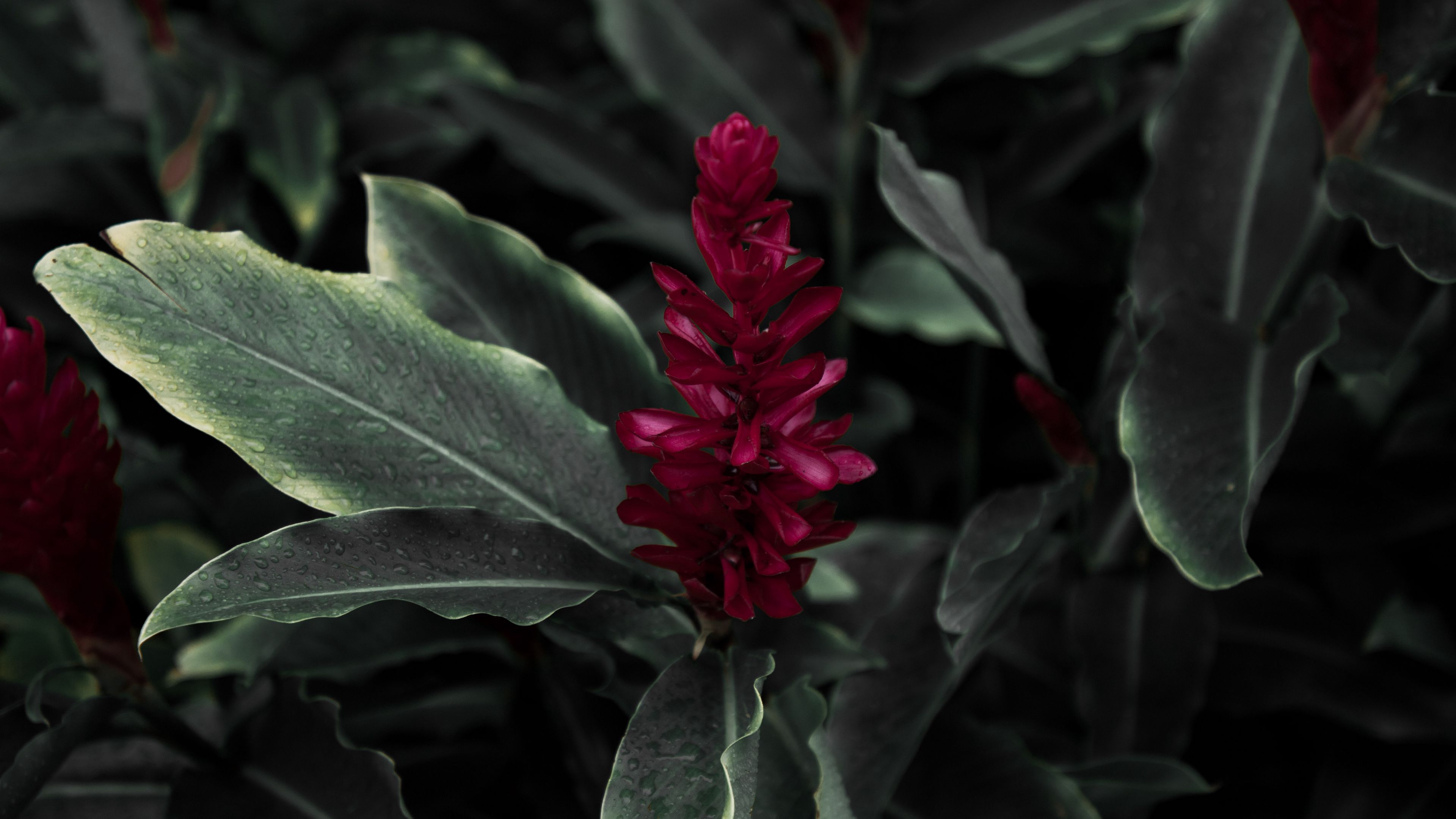 flamingo flower, jacobinia, justicia carnea, flower, petals, leaves, 4k, HD Wallpaper