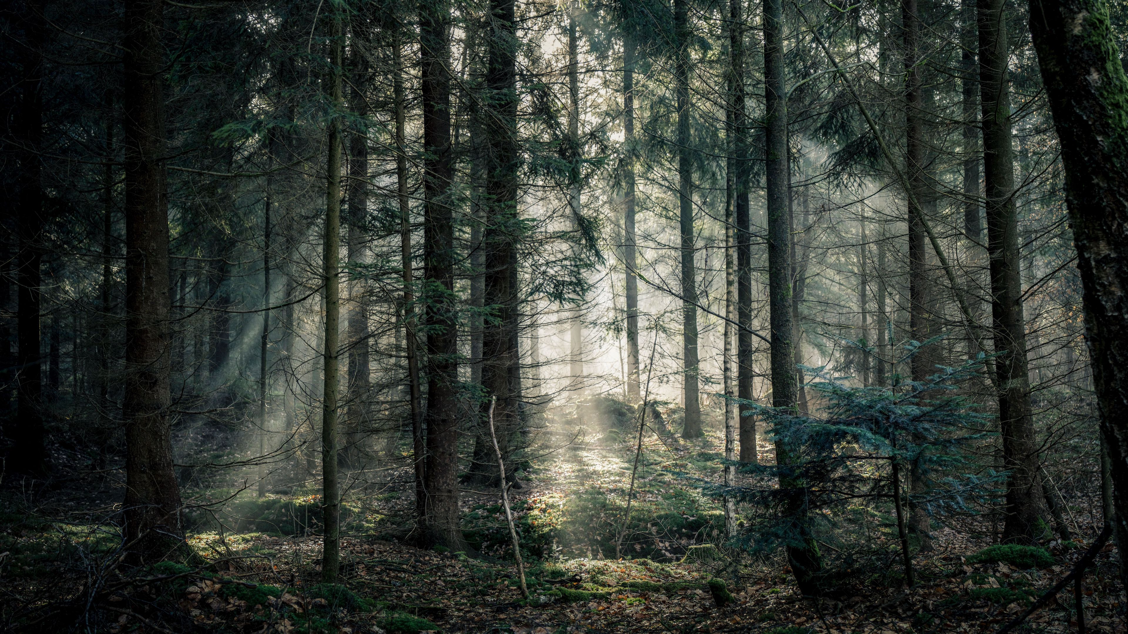 forest, fog, trees, branches, light, 4k, HD Wallpaper