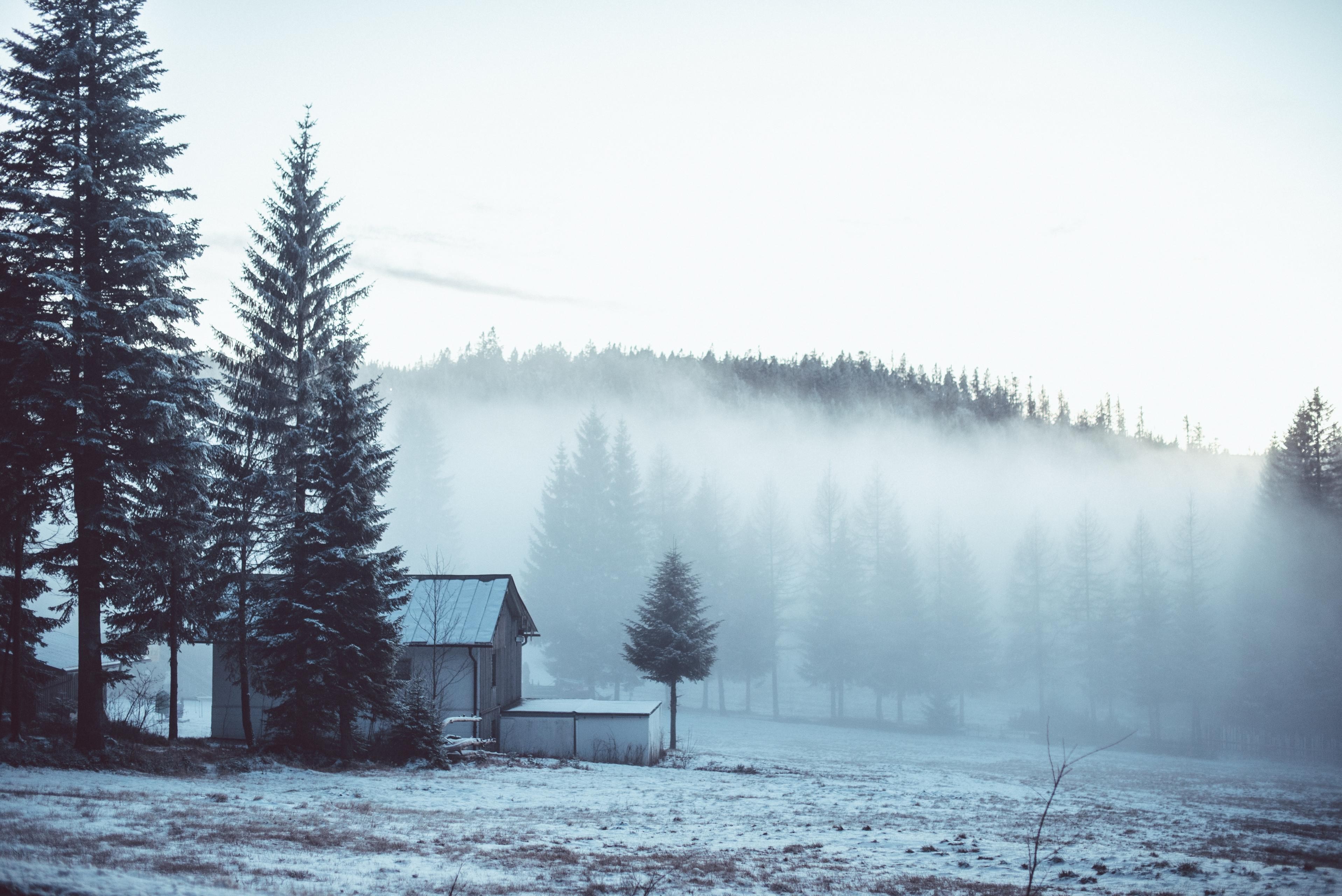 mist, forest, trees, spruce, mountains, loneliness, house, faded, winter, snow, nature, HD Wallpaper