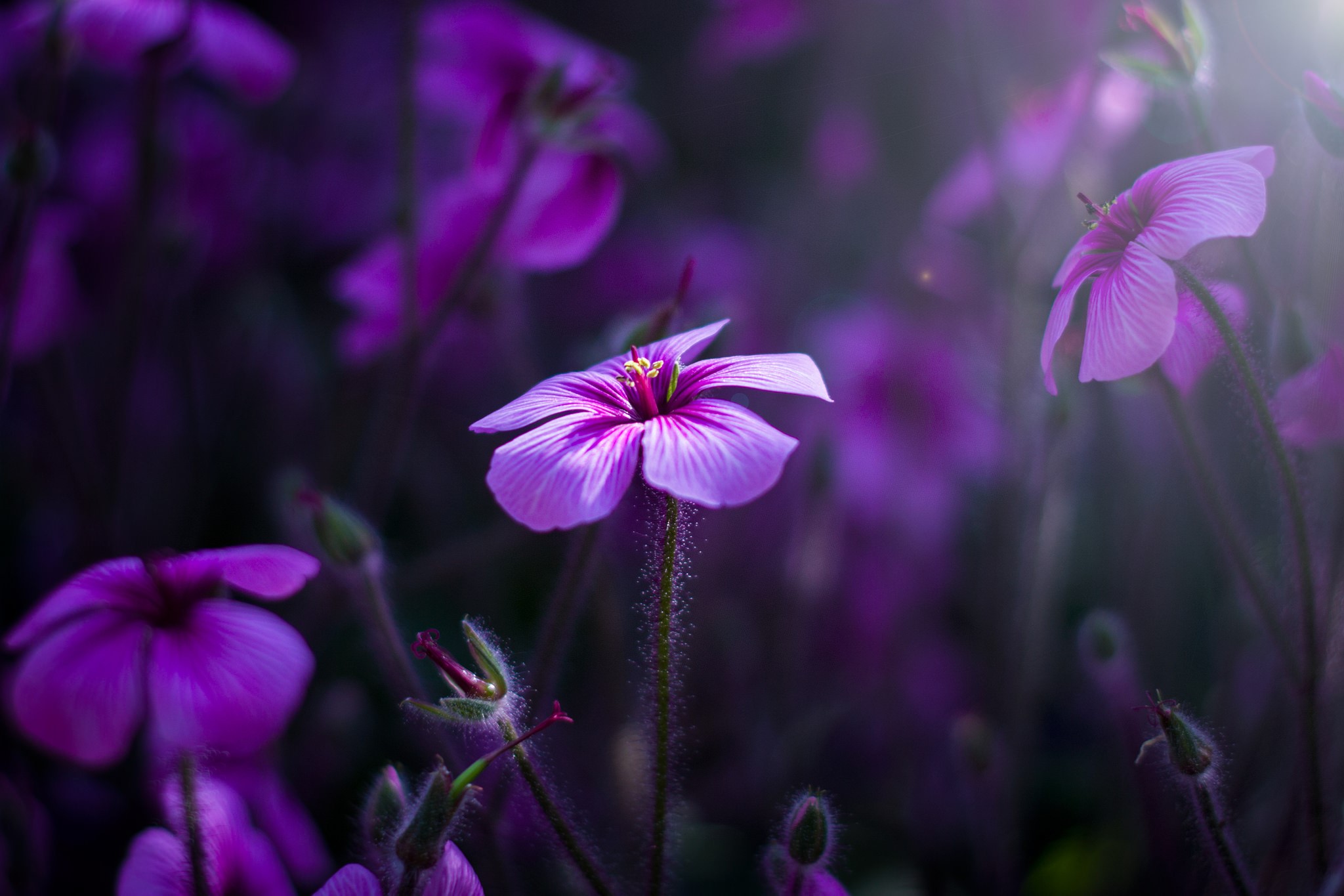flowers, plants, purple, macro, closeup, pink, HD Wallpaper