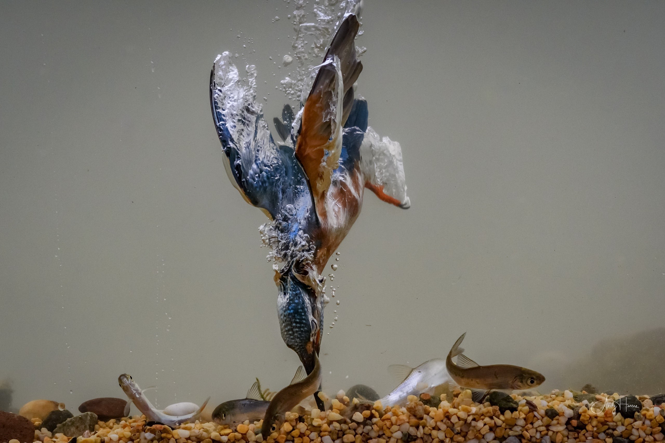 birds, animals, fish, underwater, bubble, hunting, HD Wallpaper