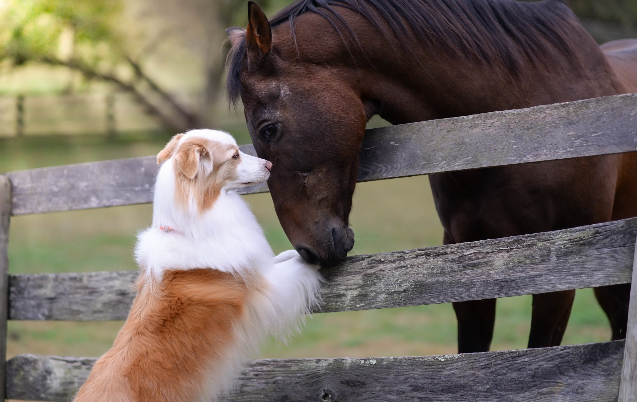 dog, horse, fence, outdoors, animals, mammals, HD Wallpaper