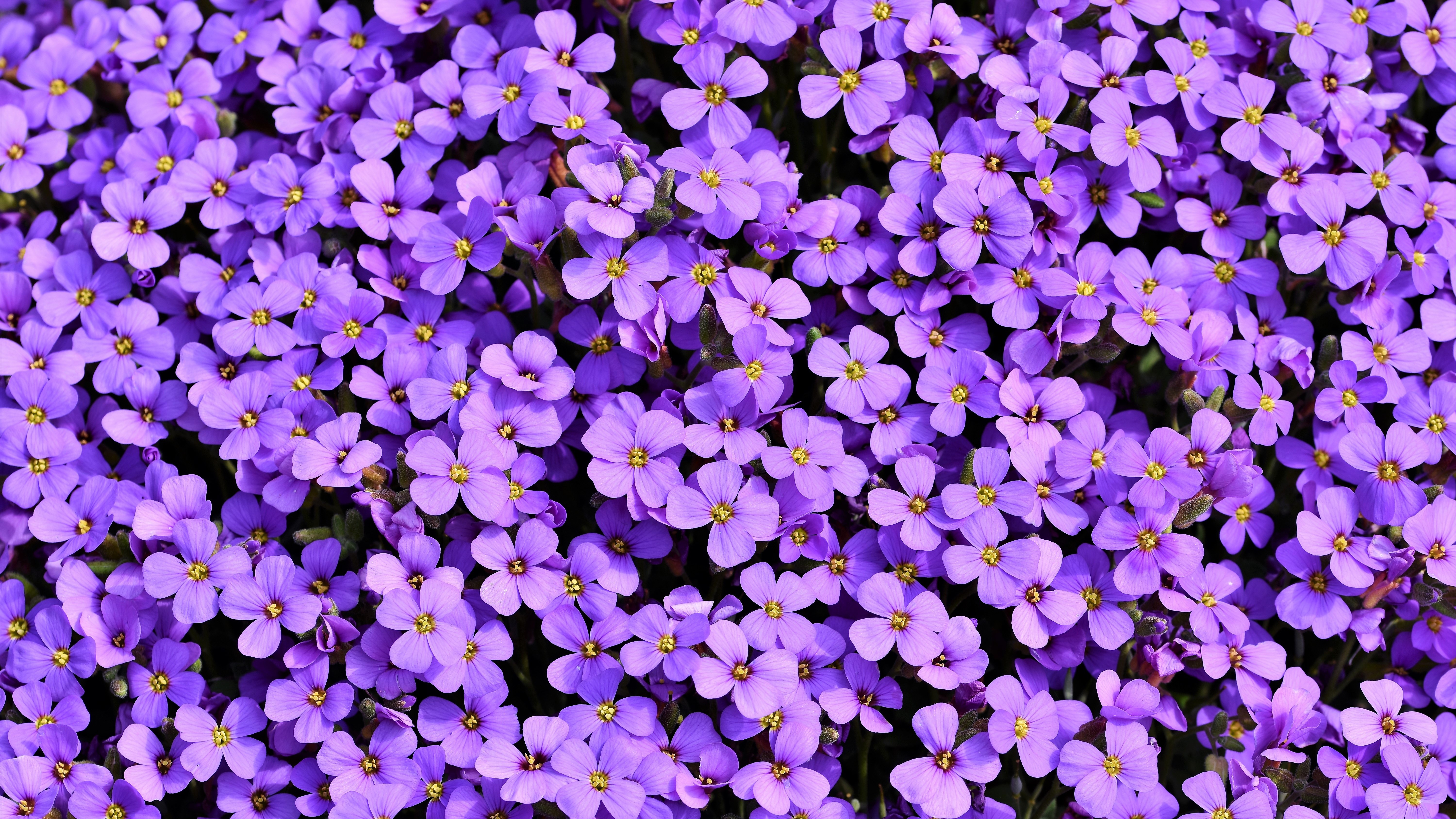 aubrezia, purple, flowers, nature, HD Wallpaper