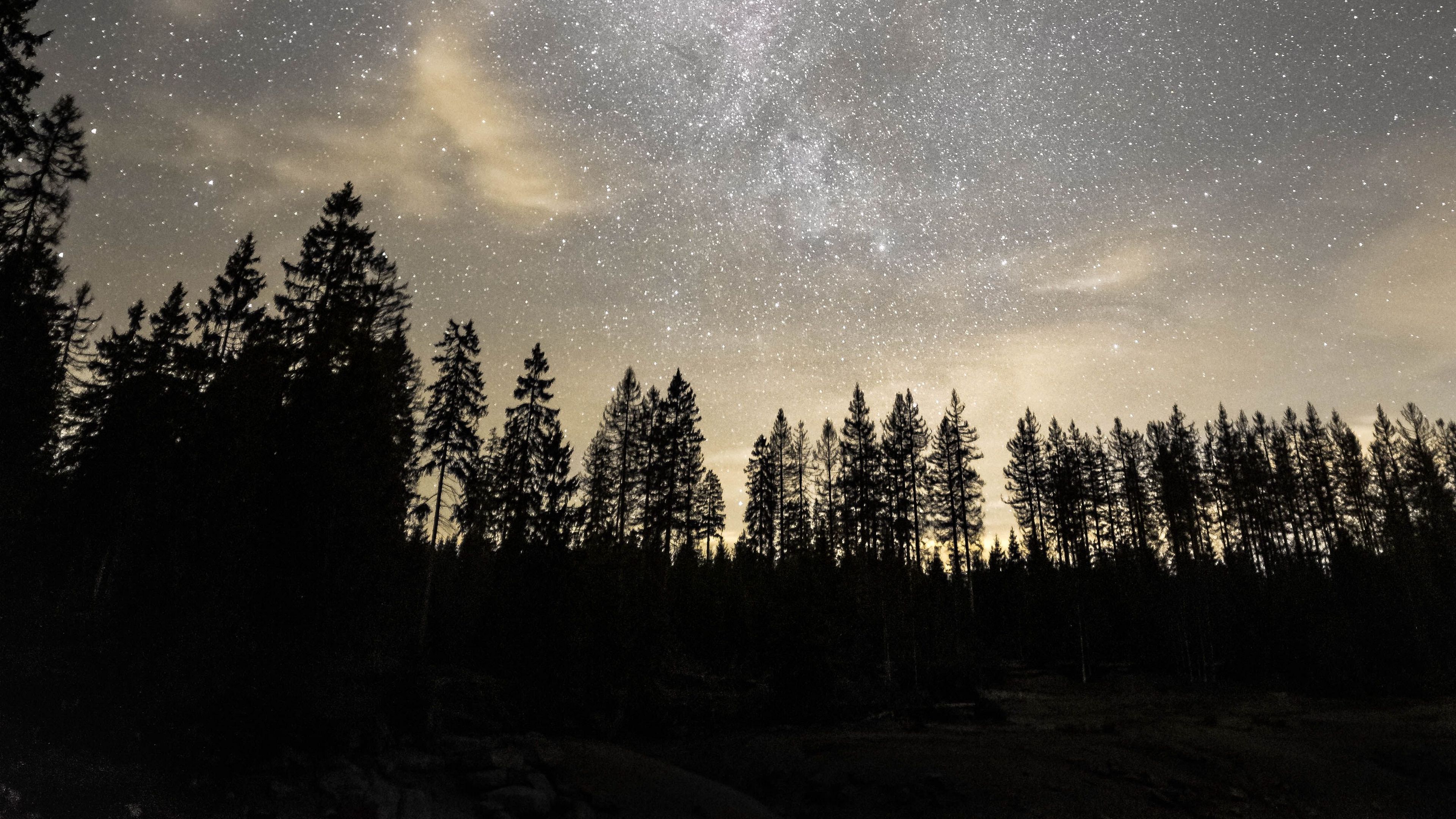 starry sky, milky way, stars, trees, night, 4k, HD Wallpaper