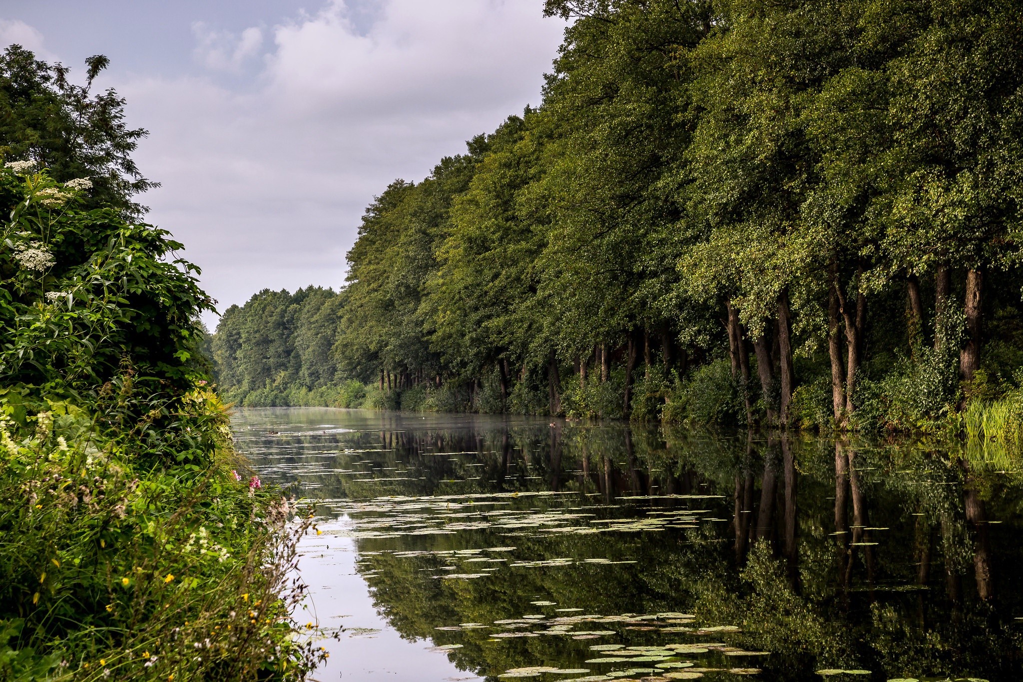 river, nature, water, plants, trees, summer, HD Wallpaper