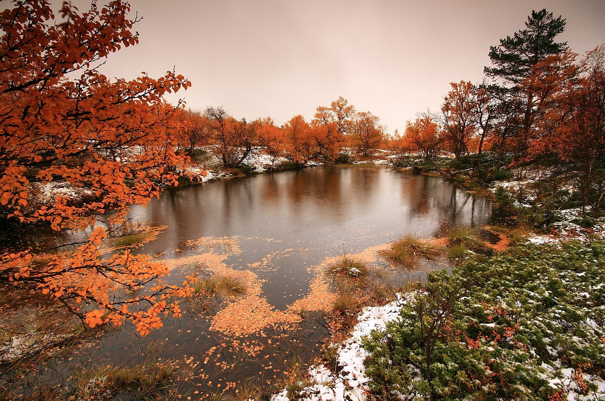 water, plants, outdoors, nature, fall, Norway, HD Wallpaper