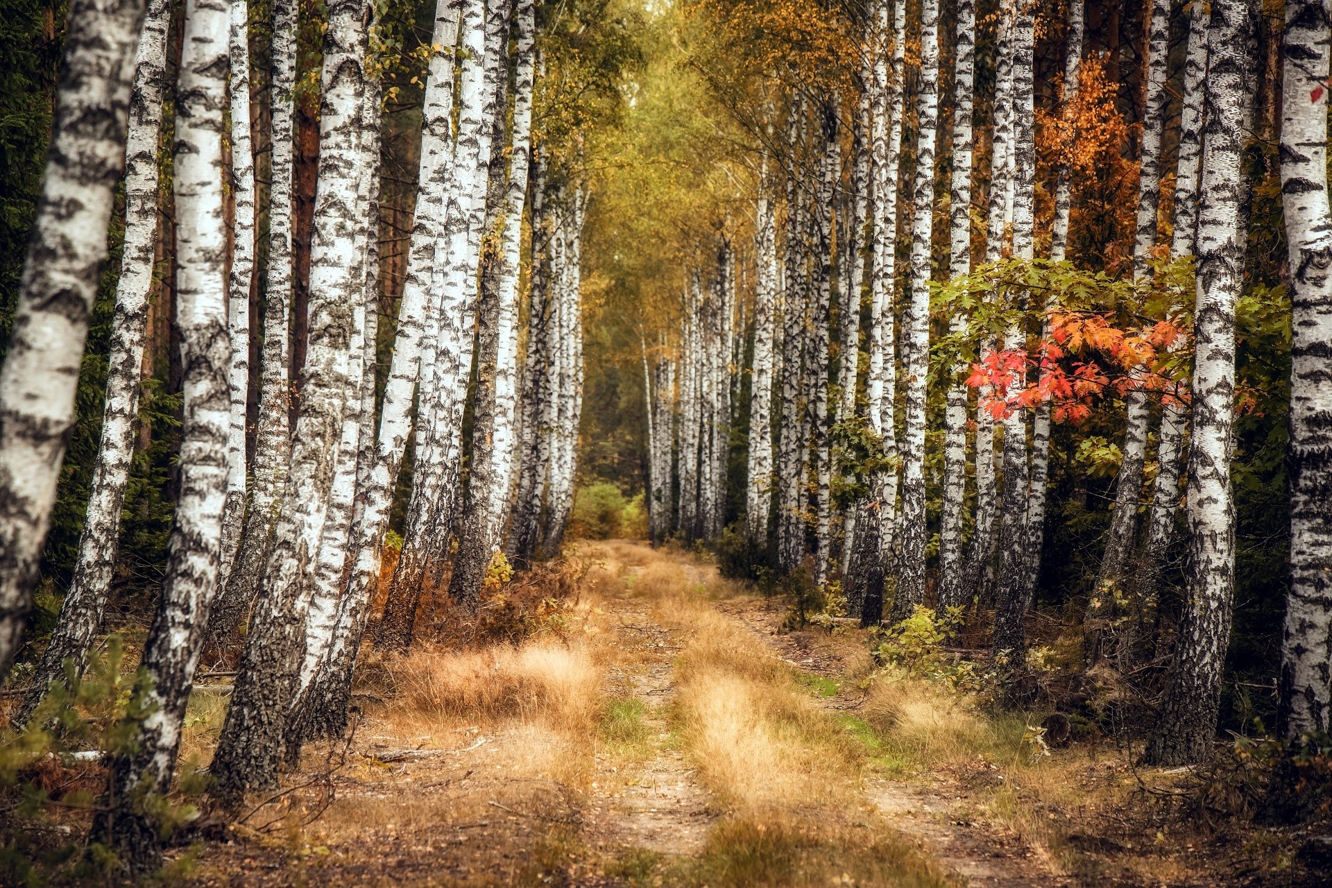 nature, plants, trees, outdoors, birch, HD Wallpaper