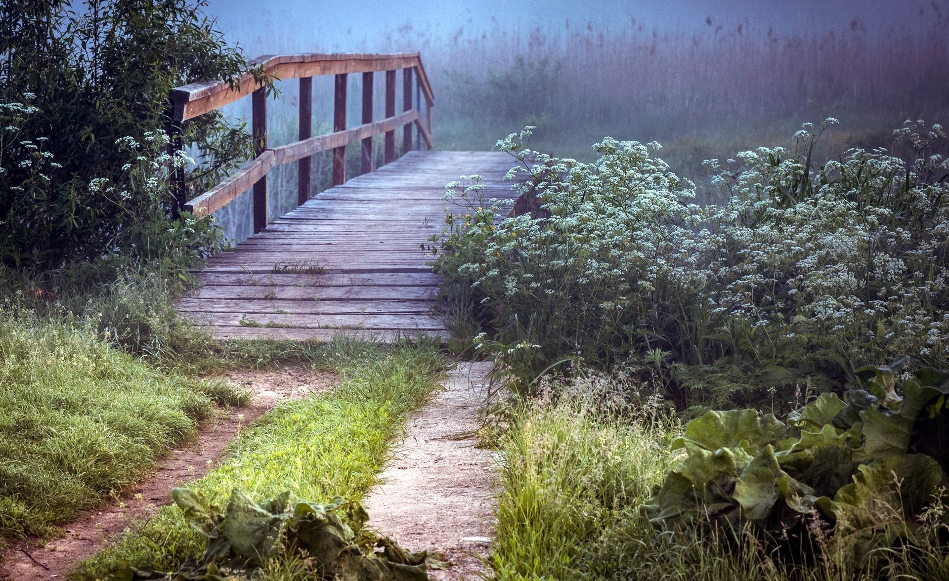 bridge, outdoors, plants, HD Wallpaper