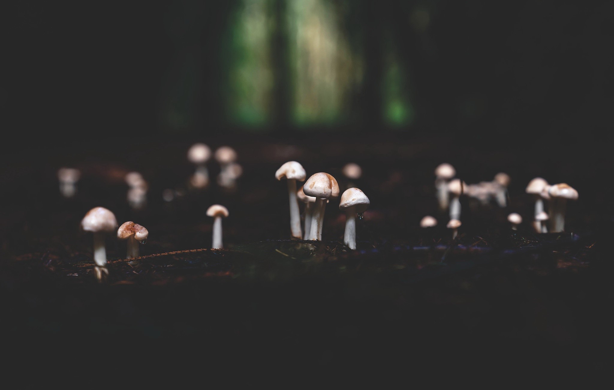 dark, nature, mushroom, plants, HD Wallpaper