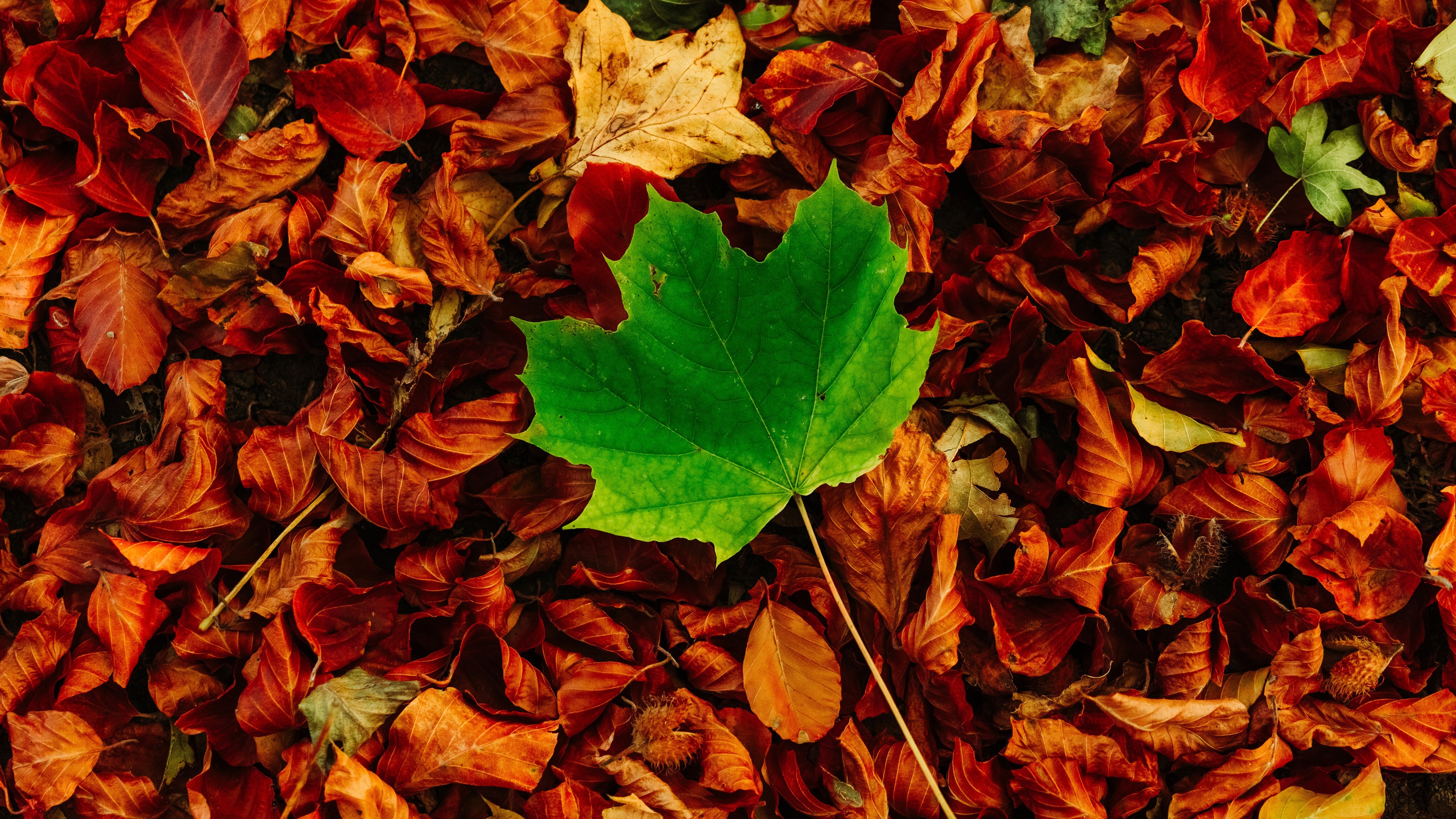 fall, leaves, fallen leaves, HD Wallpaper