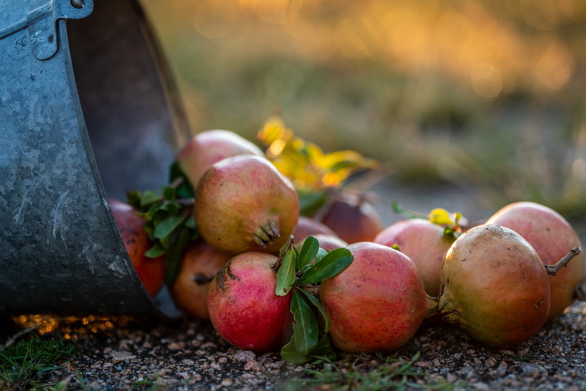 food, fruit, pomegranate, HD Wallpaper