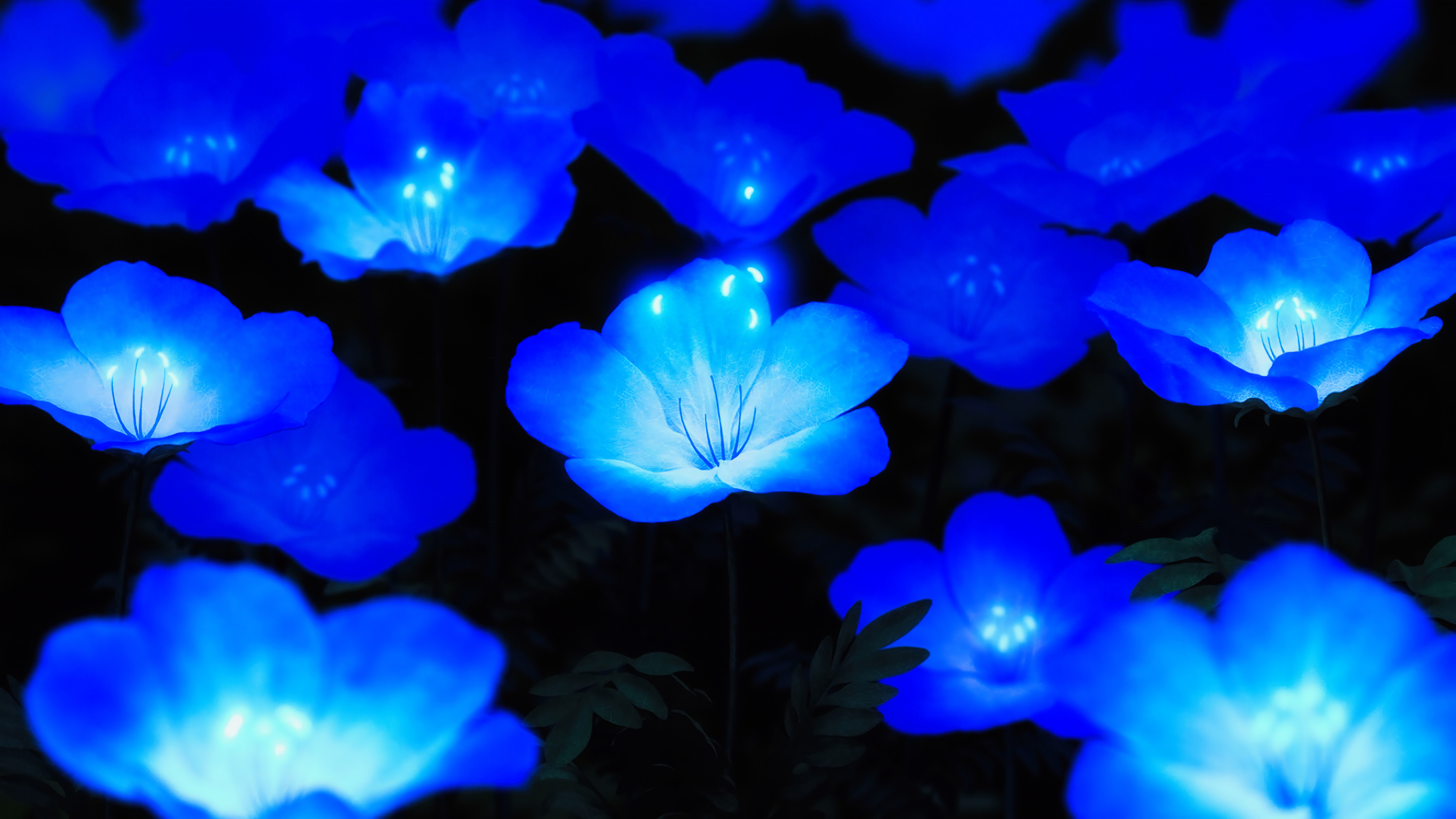 blue flowers, glowing, digital art, HD Wallpaper