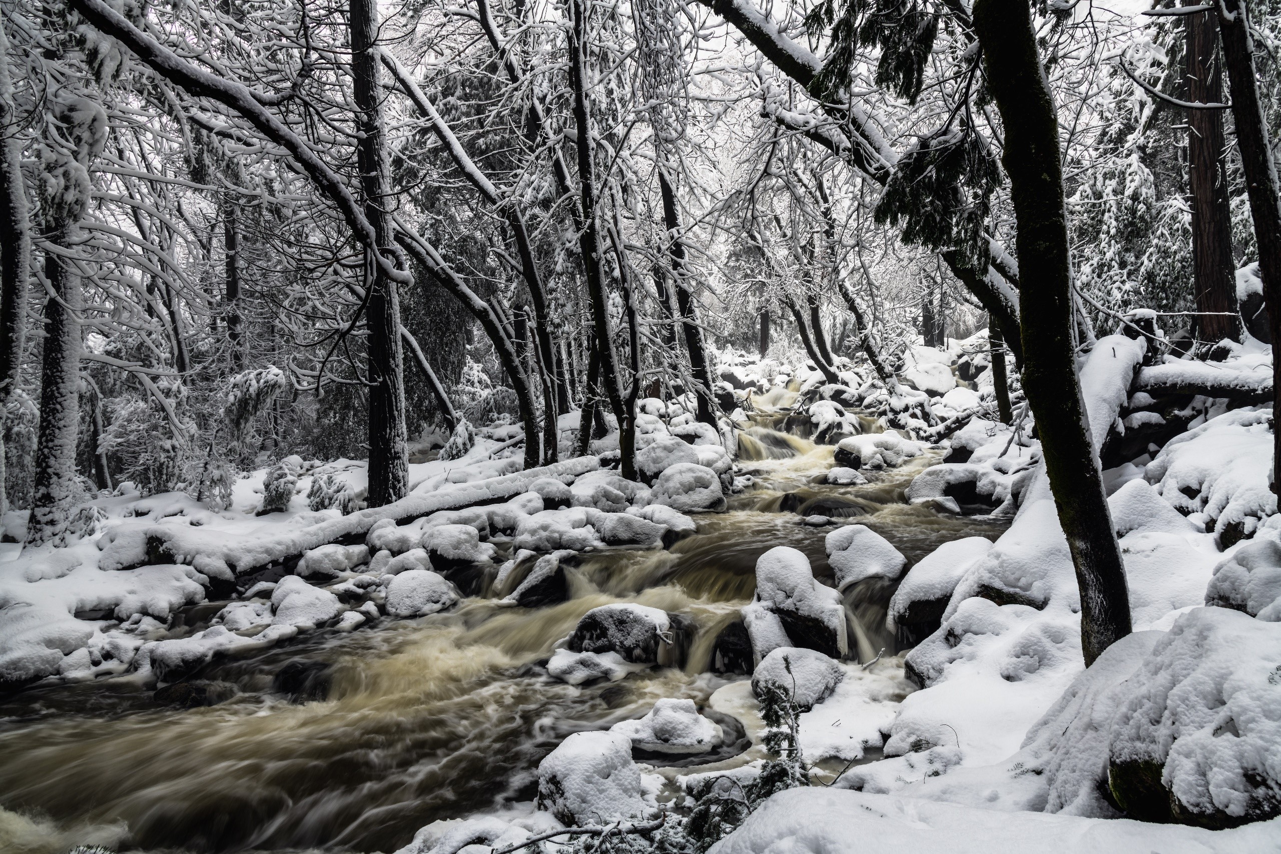 USA, winter, trees, snow, nature, HD Wallpaper