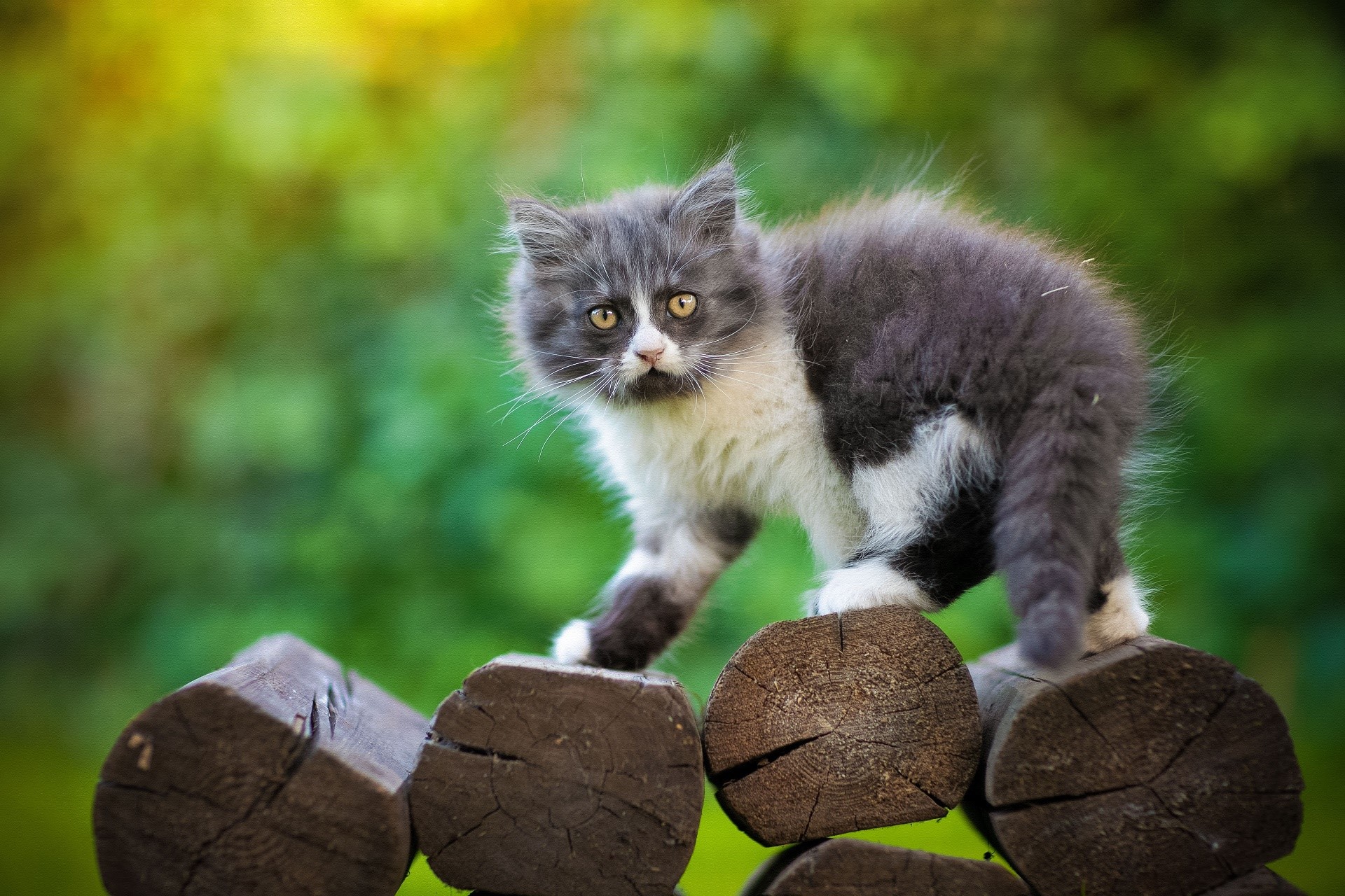 cats, outdoors, animals, mammals, HD Wallpaper