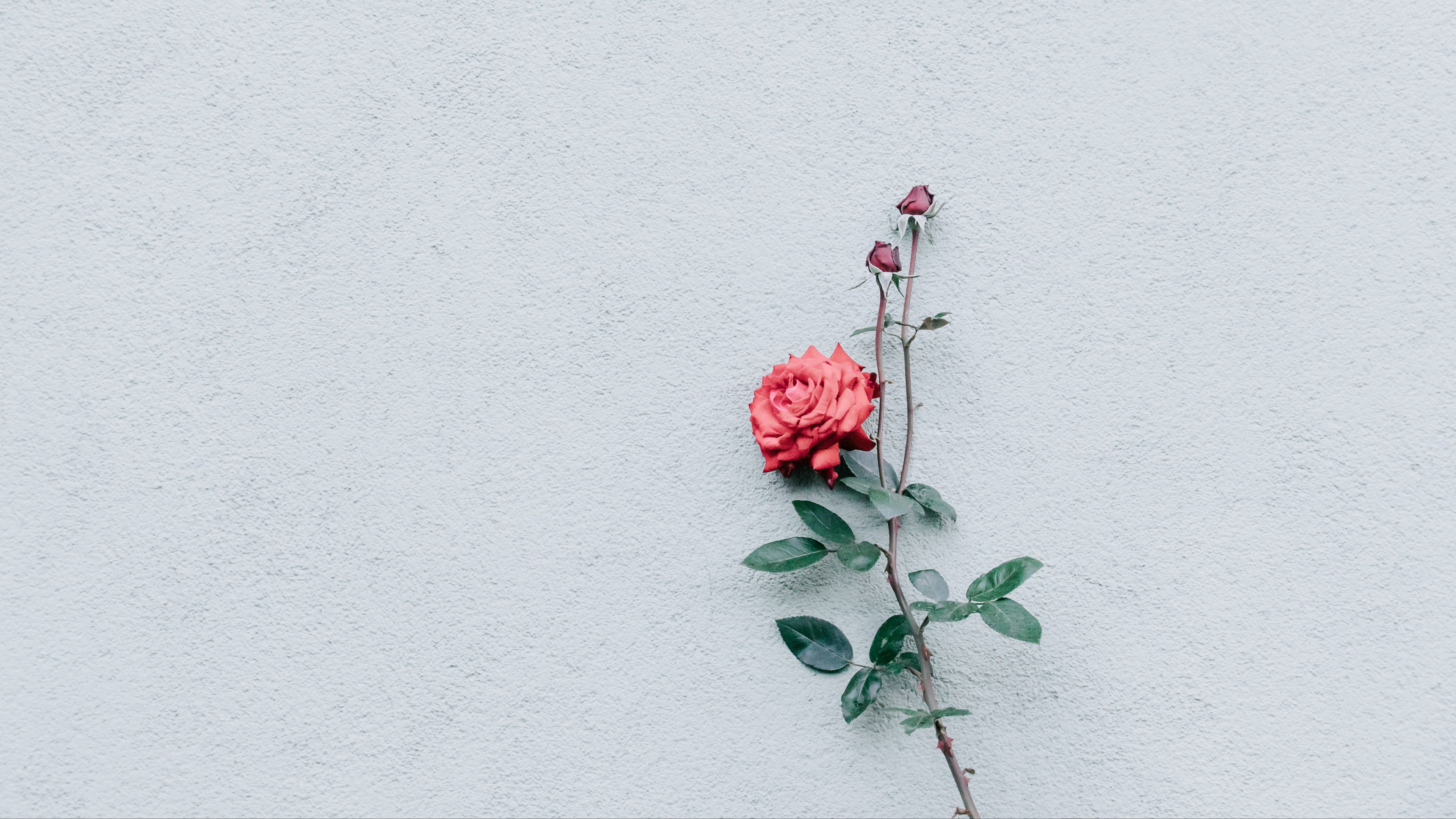 rose, wall, minimalism, branch, bush, bud, 4k, HD Wallpaper
