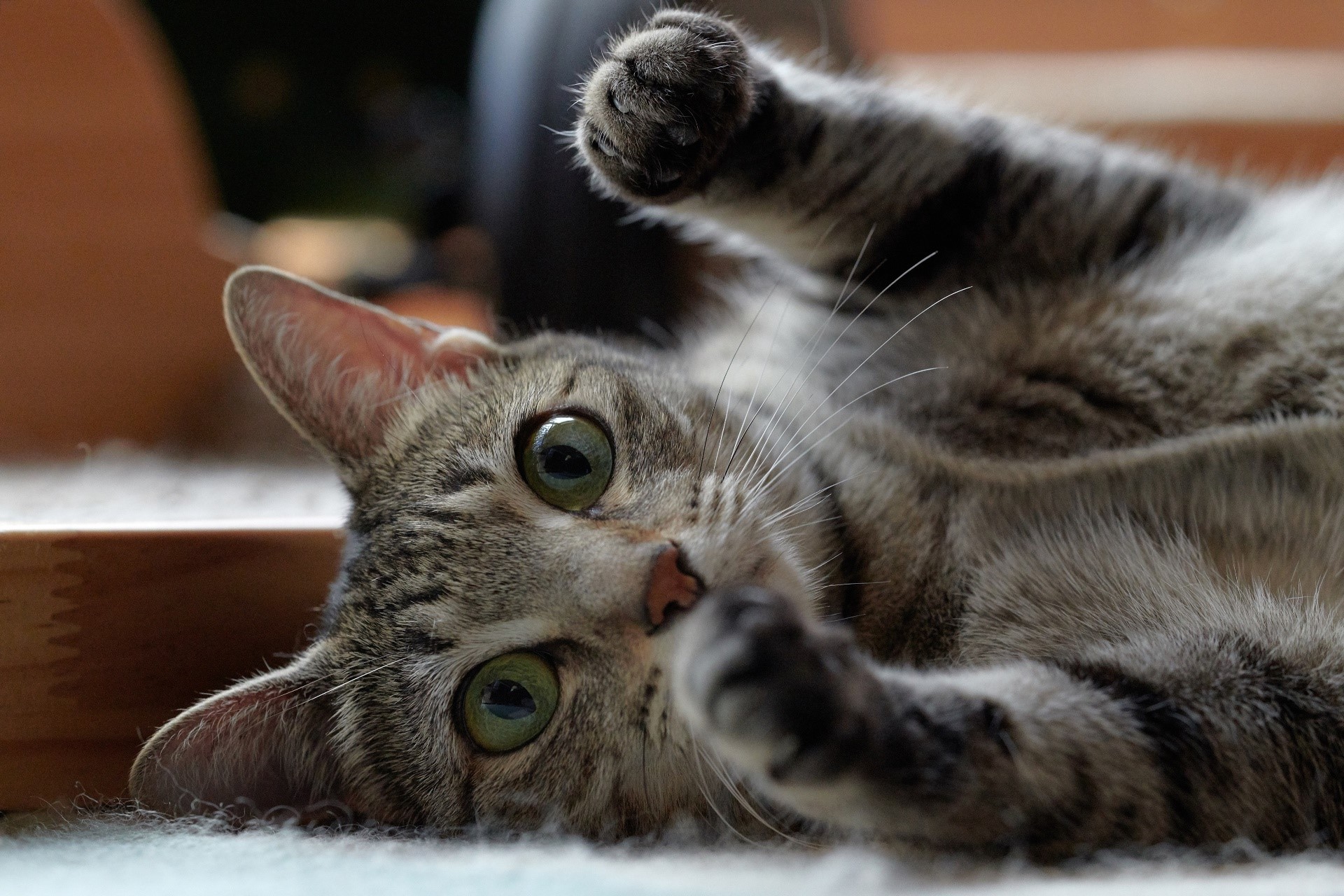cats, animals, green eyes, mammals, HD Wallpaper