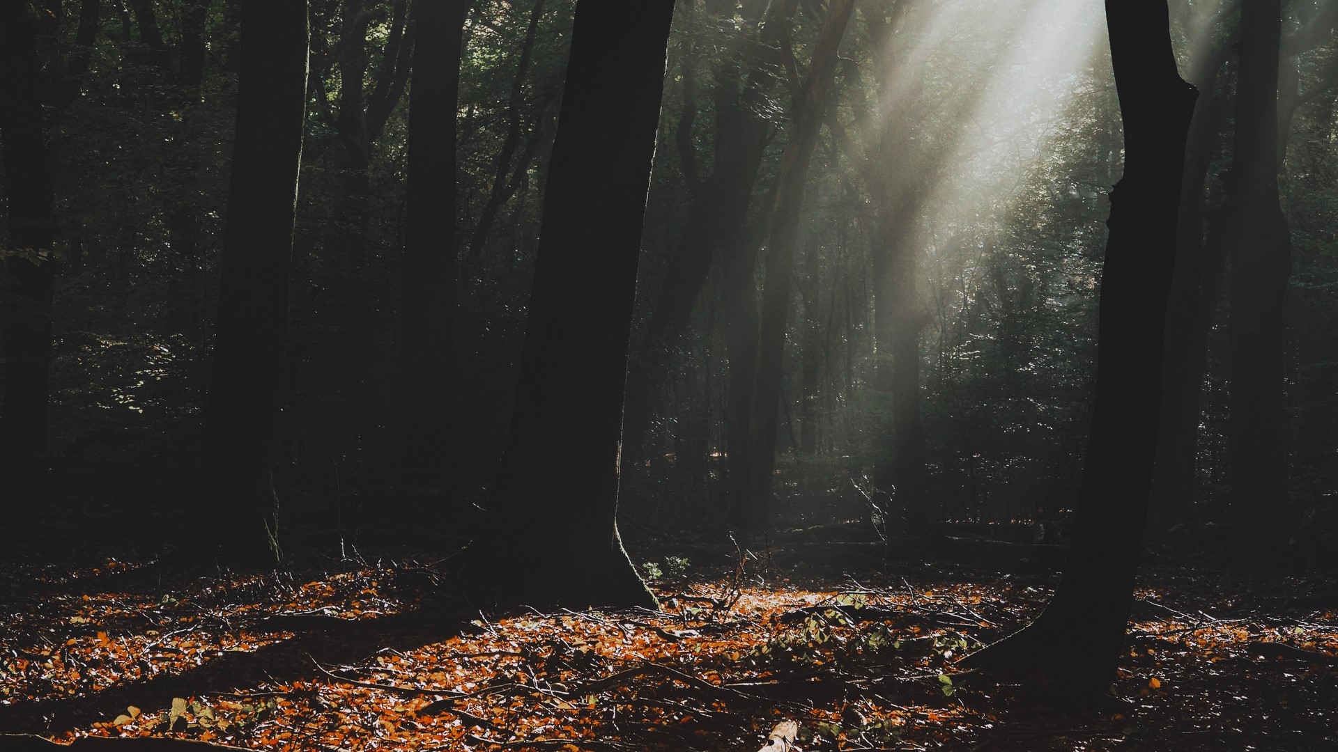 nature, landscape, trees, leaves, sun rays, HD Wallpaper
