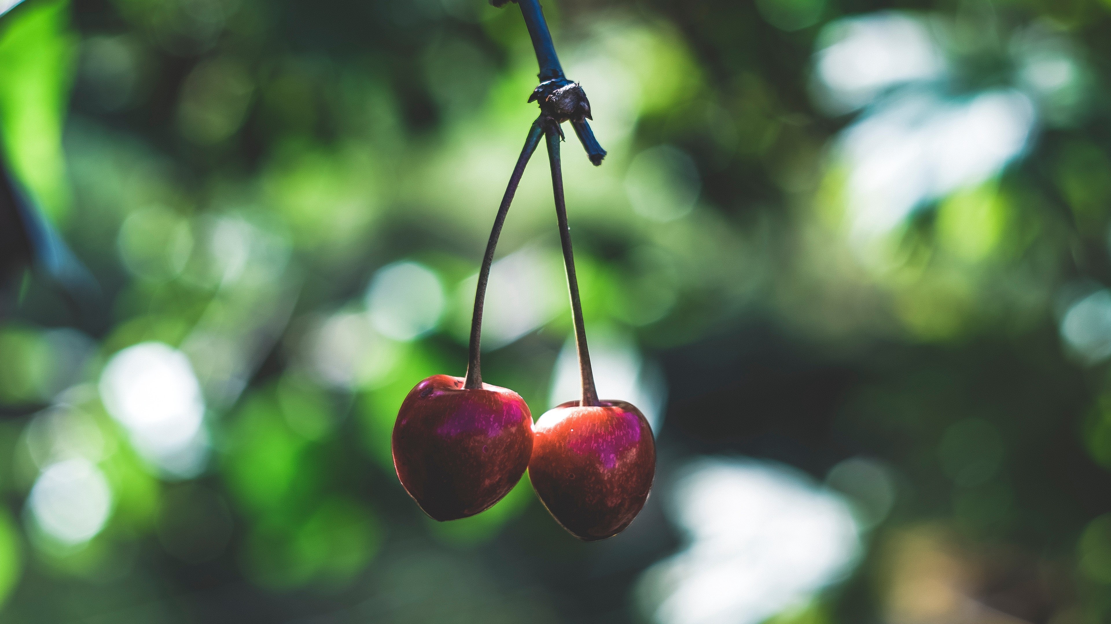 nature, fruit, cherries, depth of field, closeup, HD Wallpaper