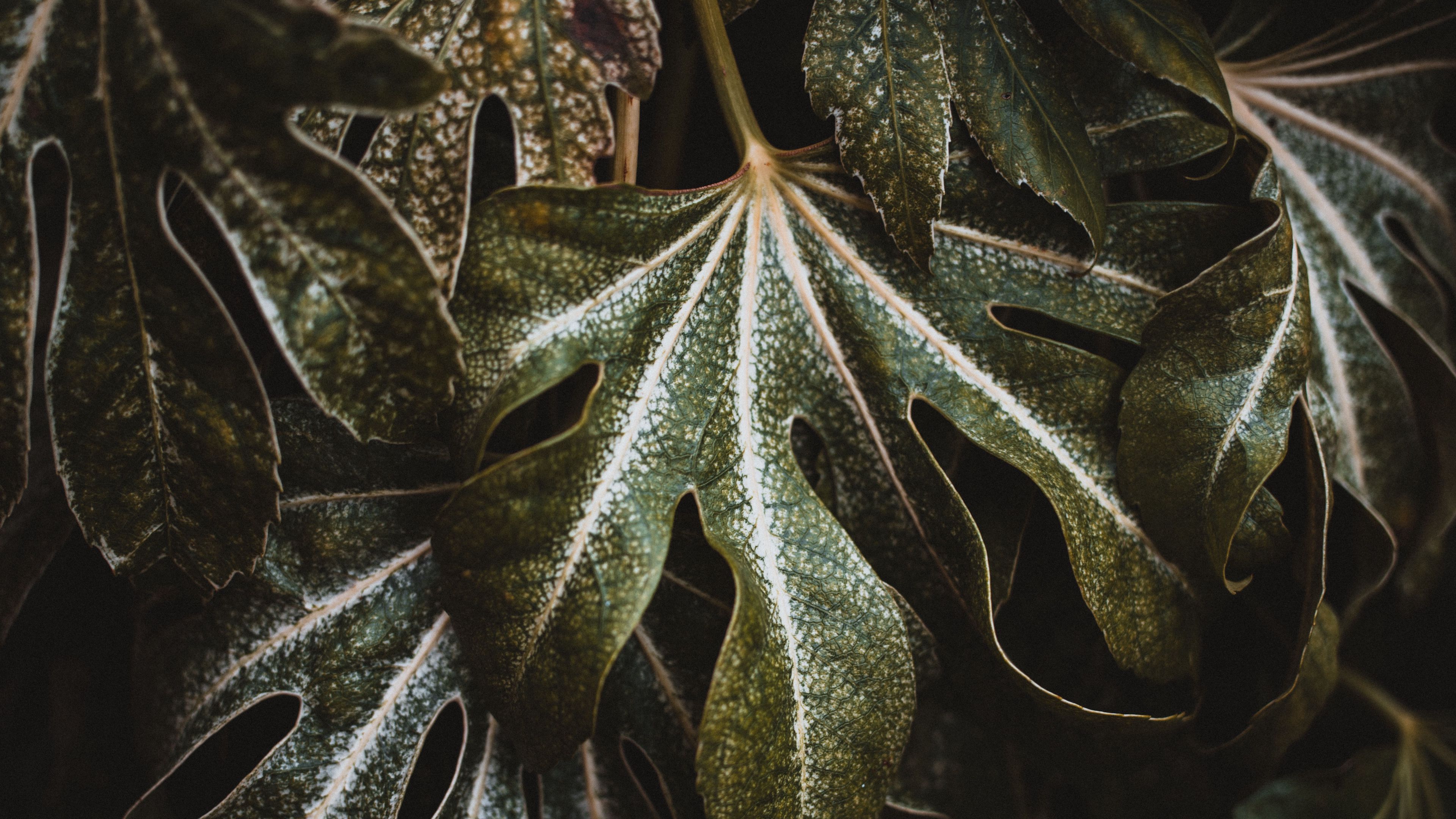 leaf, plant, carved, green, macro, closeup, 4k, HD Wallpaper