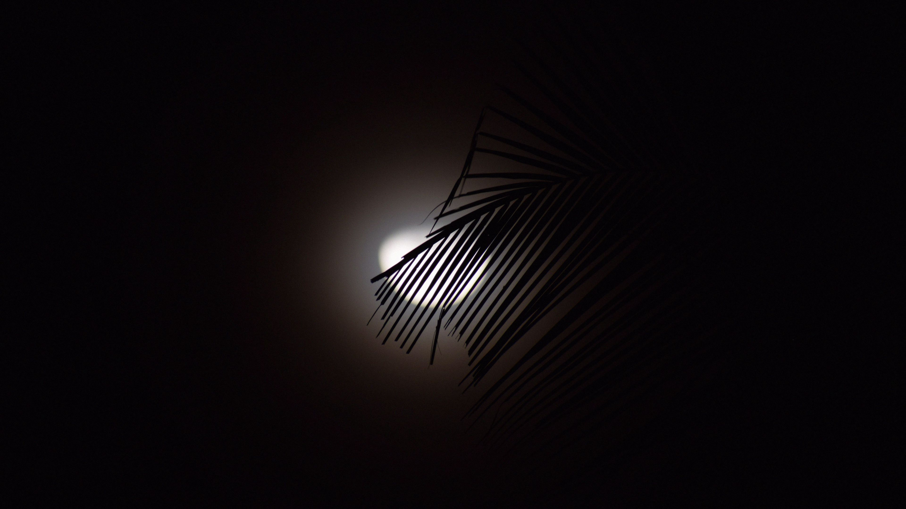 branch, moon, silhouette, dark, 4k, HD Wallpaper