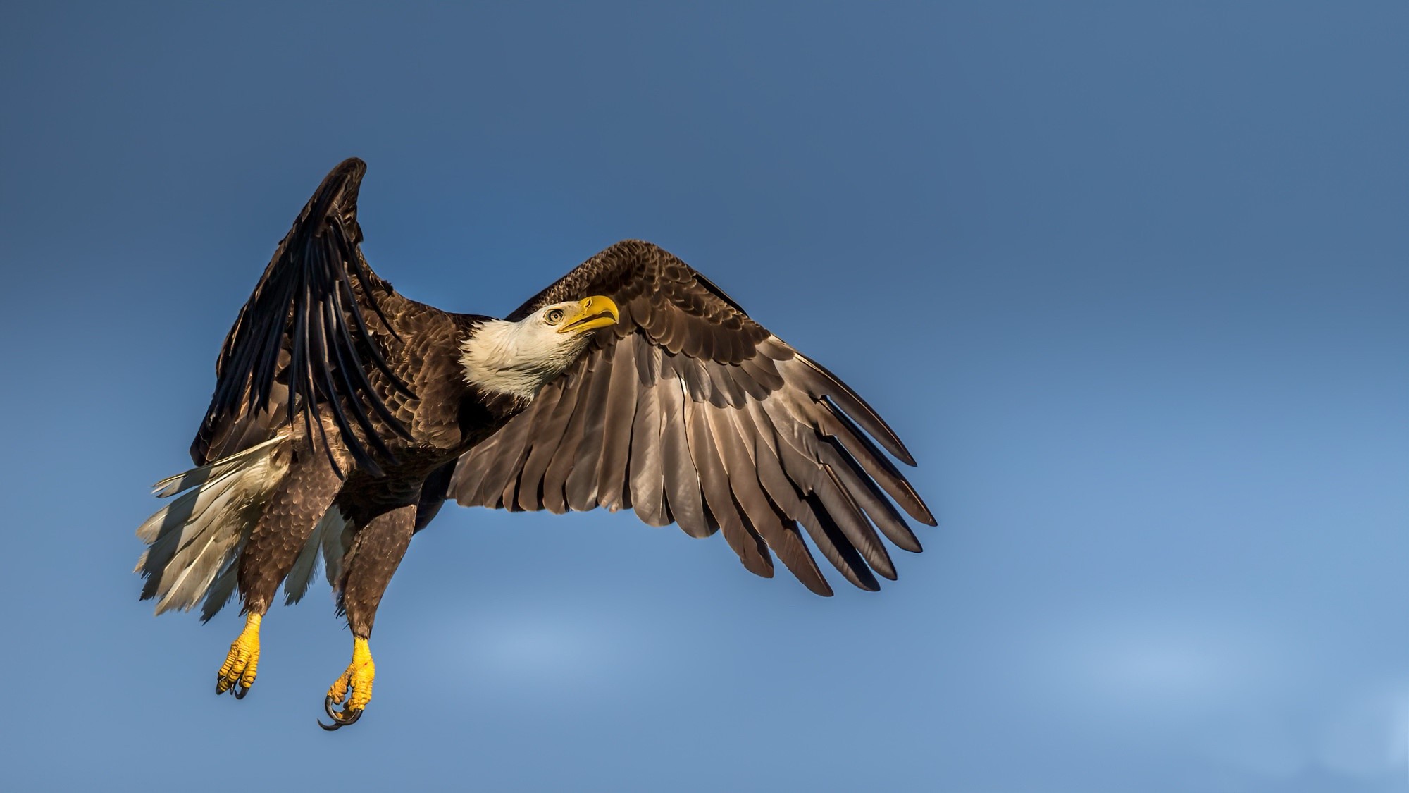 blue, animals, birds, eagle, bald eagle, HD Wallpaper