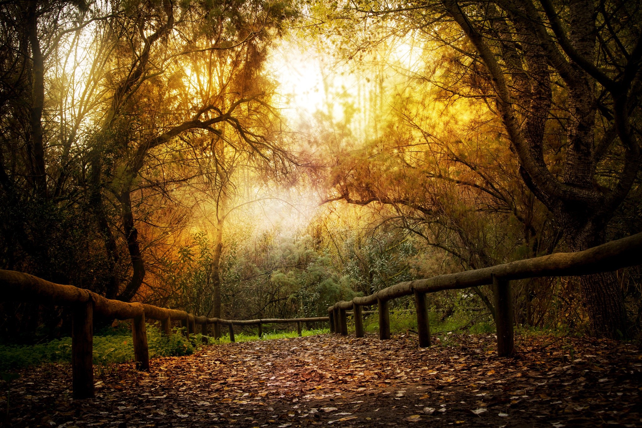 fall, plants, trees, park, outdoors, HD Wallpaper