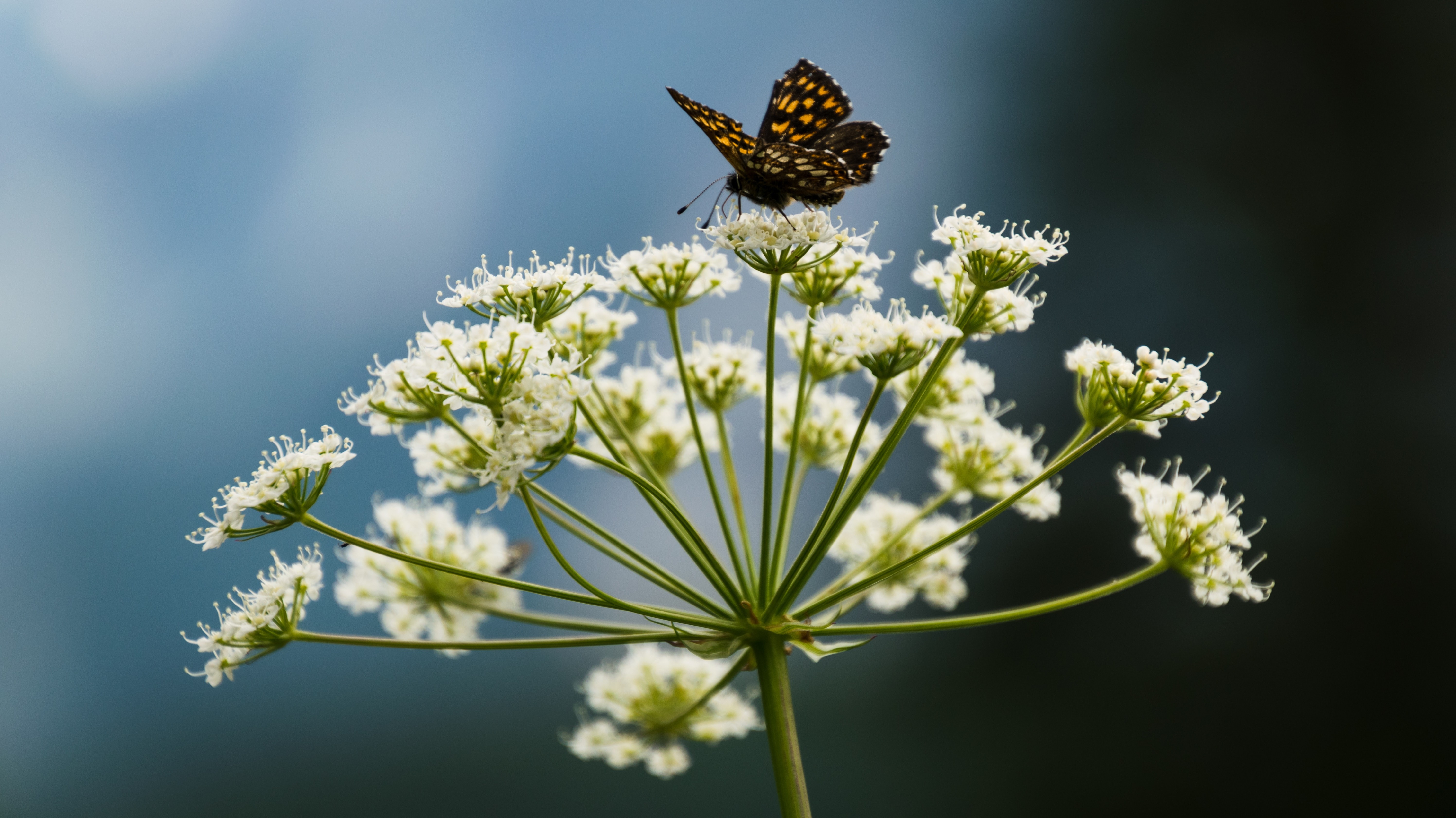 butterfly, flowers, plants, macro, white flowers, insect, HD Wallpaper
