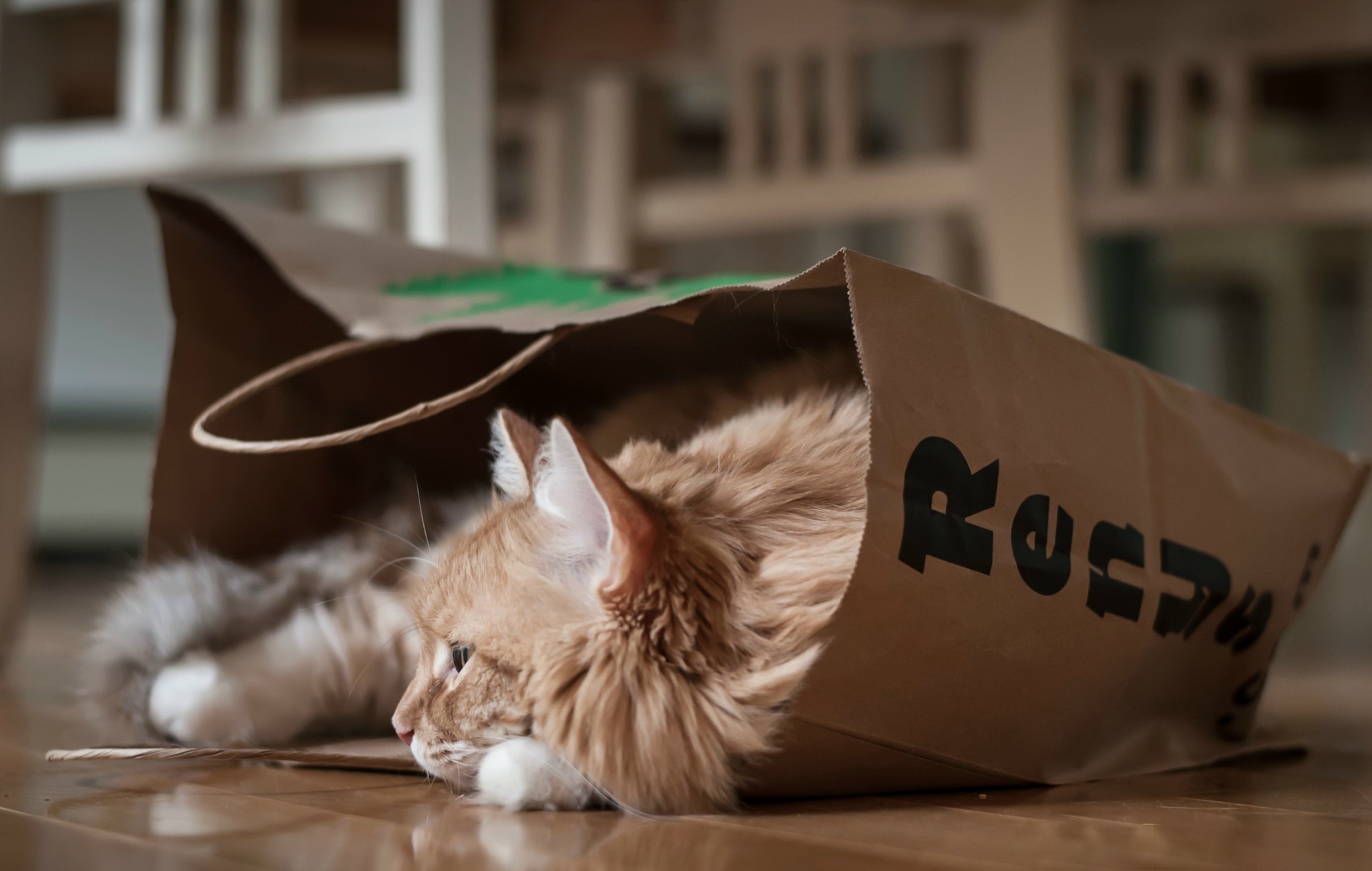 indoors, cats, animals, mammals, HD Wallpaper