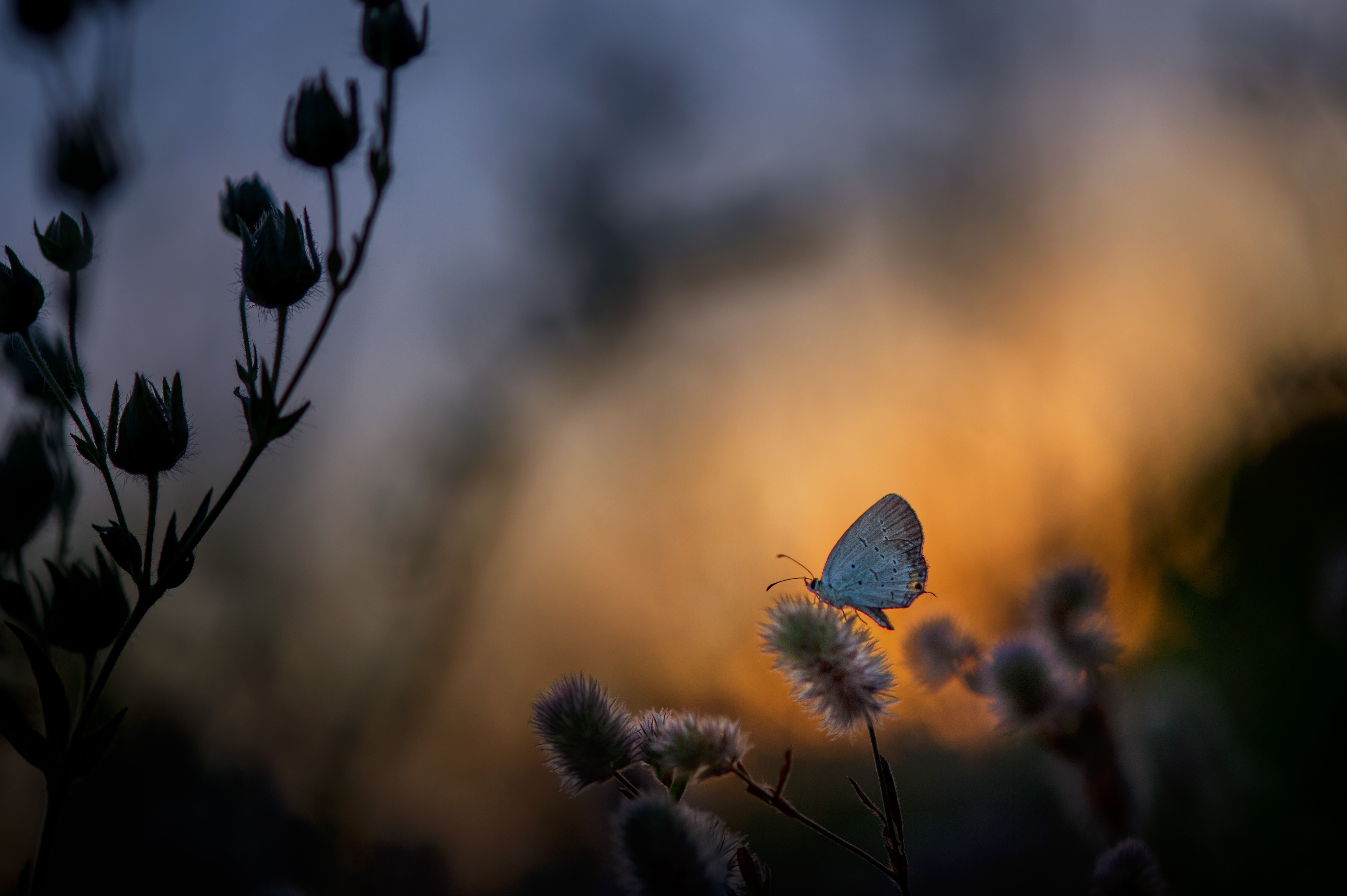 butterfly, flowers, plants, macro, insect, HD Wallpaper