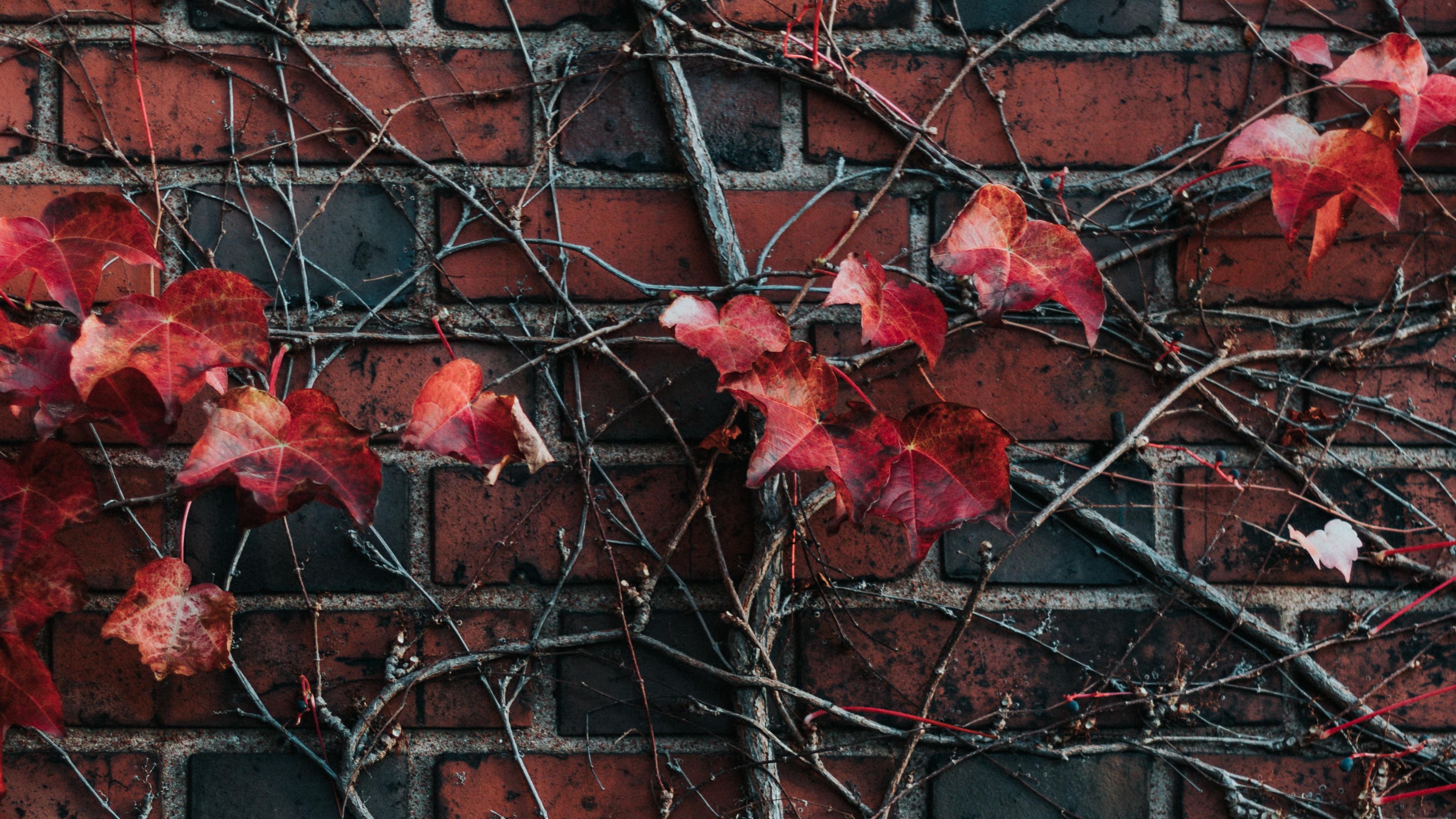 wall, plant, branch, leaves, brick, 4k, HD Wallpaper