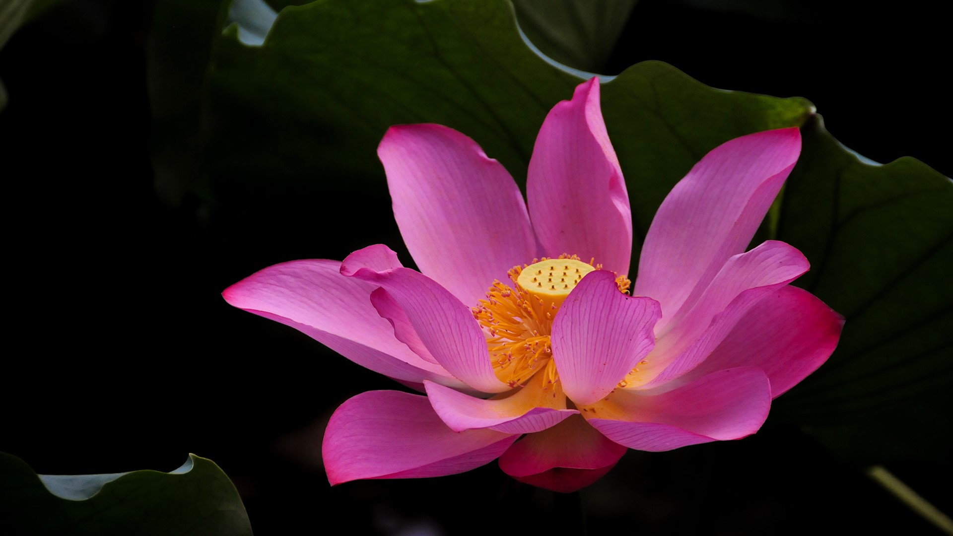 nature, leaves, flowers, plants, colorful, HD Wallpaper