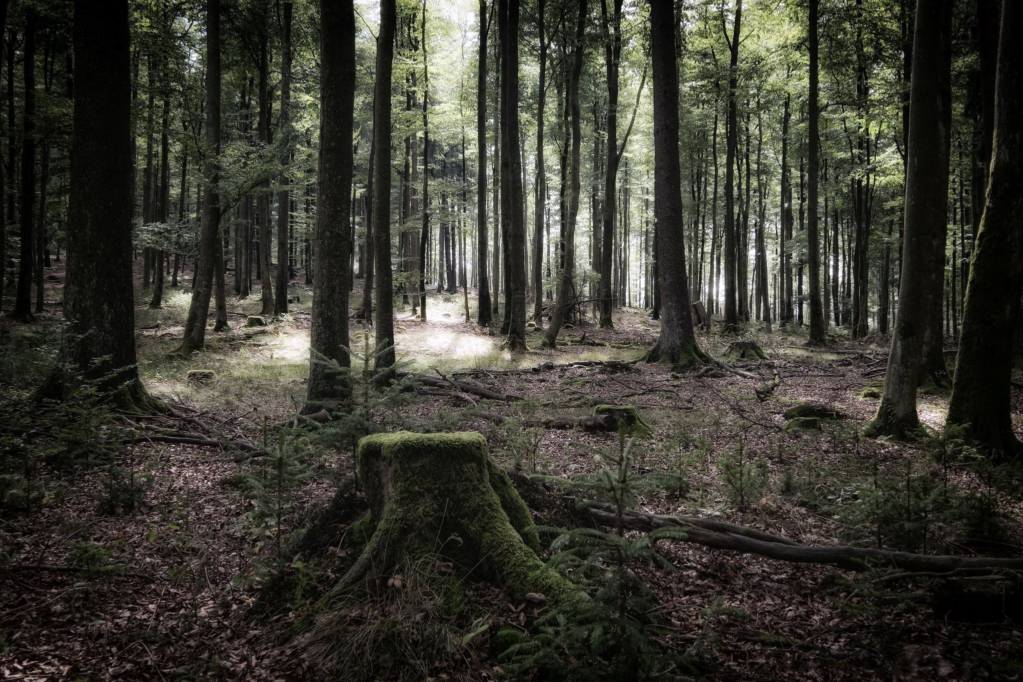 forest, plants, trees, nature, HD Wallpaper