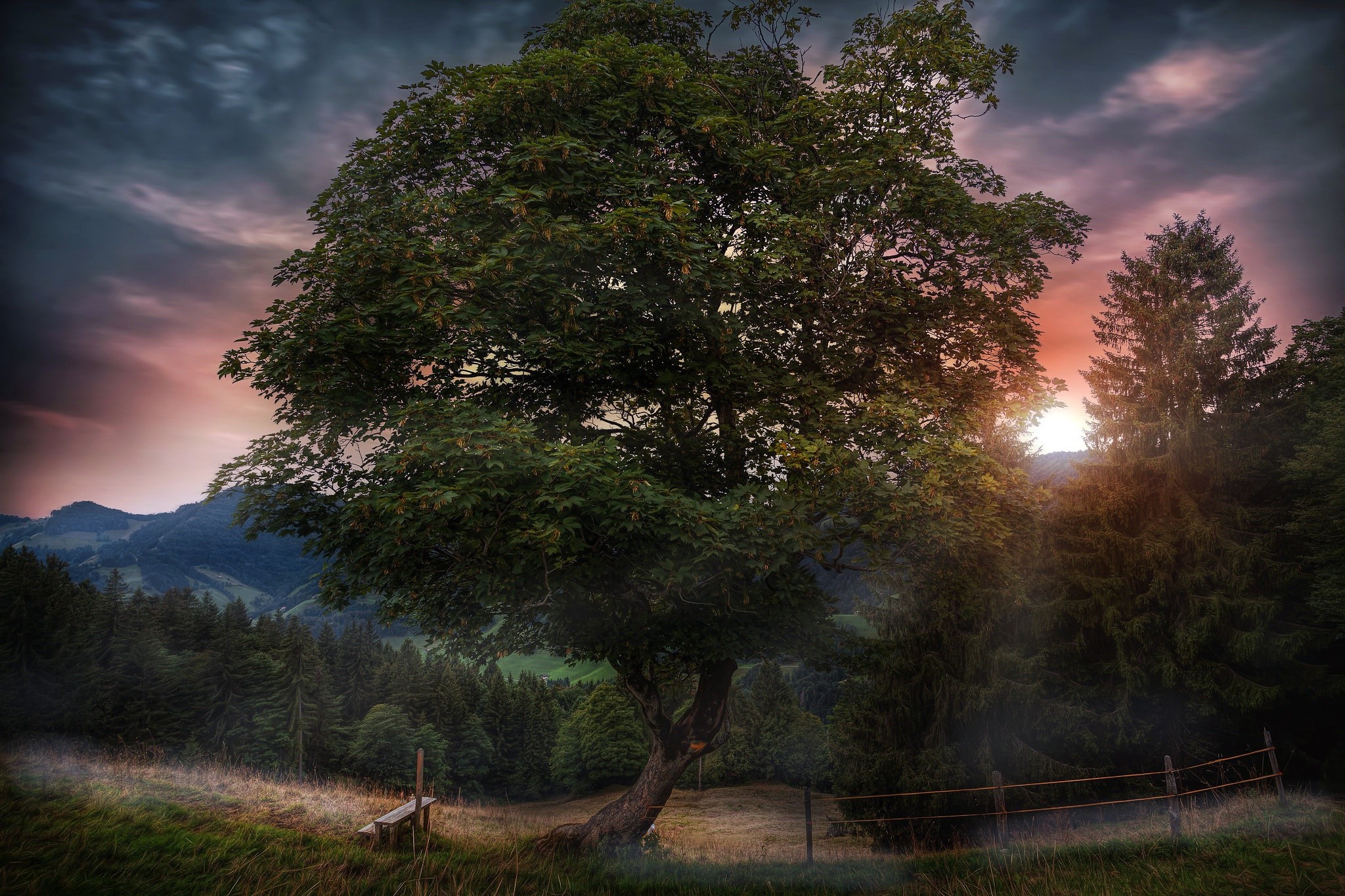 nature, Sun, trees, plants, outdoors, Chinchali Mayakka Devi, HD Wallpaper