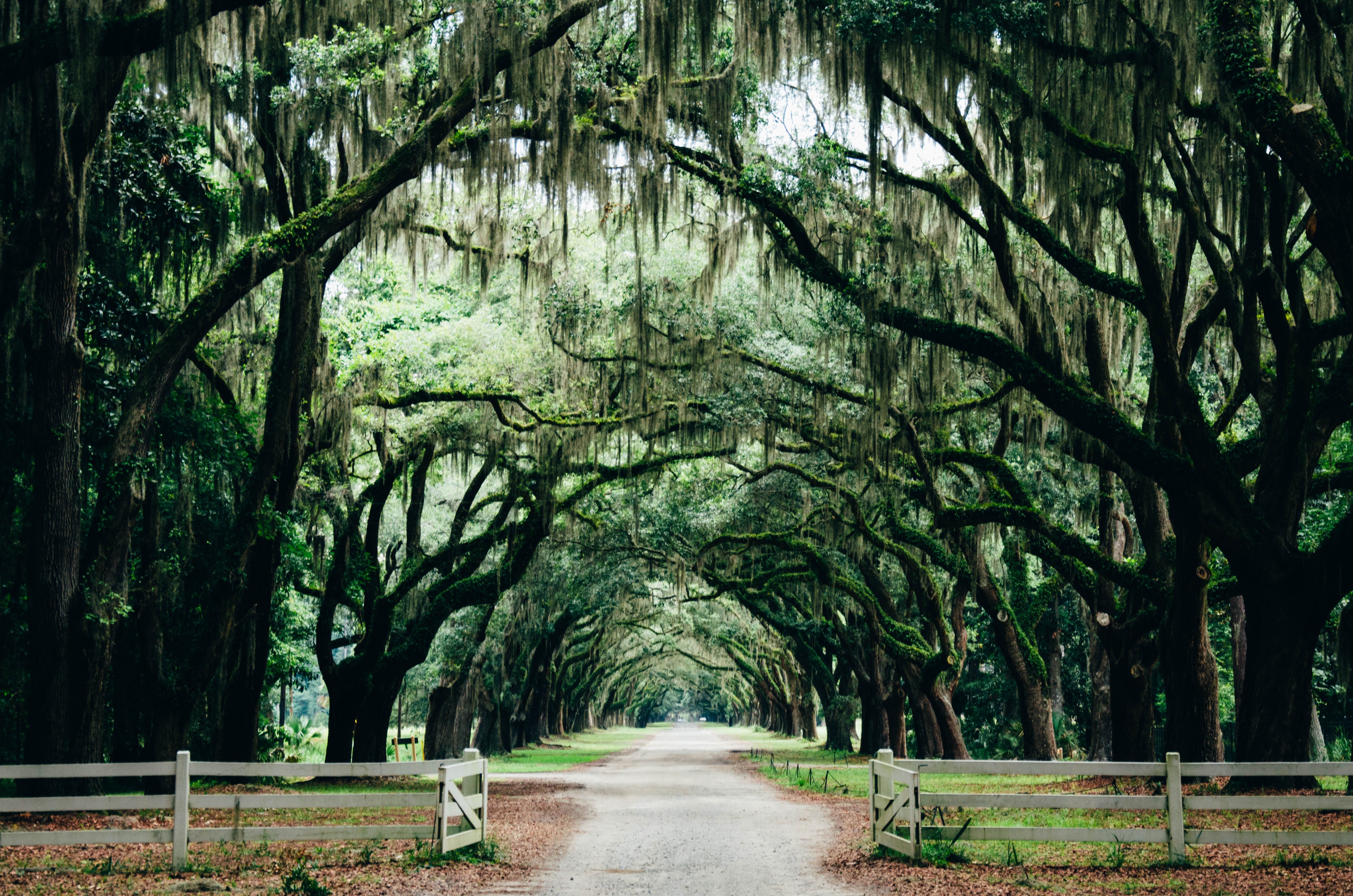 oak trees, walkway, dirtroad, nature, trees, leaves, savannah, USA, HD Wallpaper
