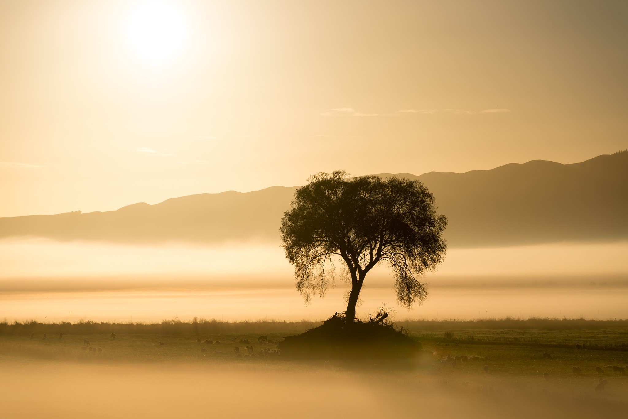 mist, trees, sunlight, outdoors, landscape, HD Wallpaper