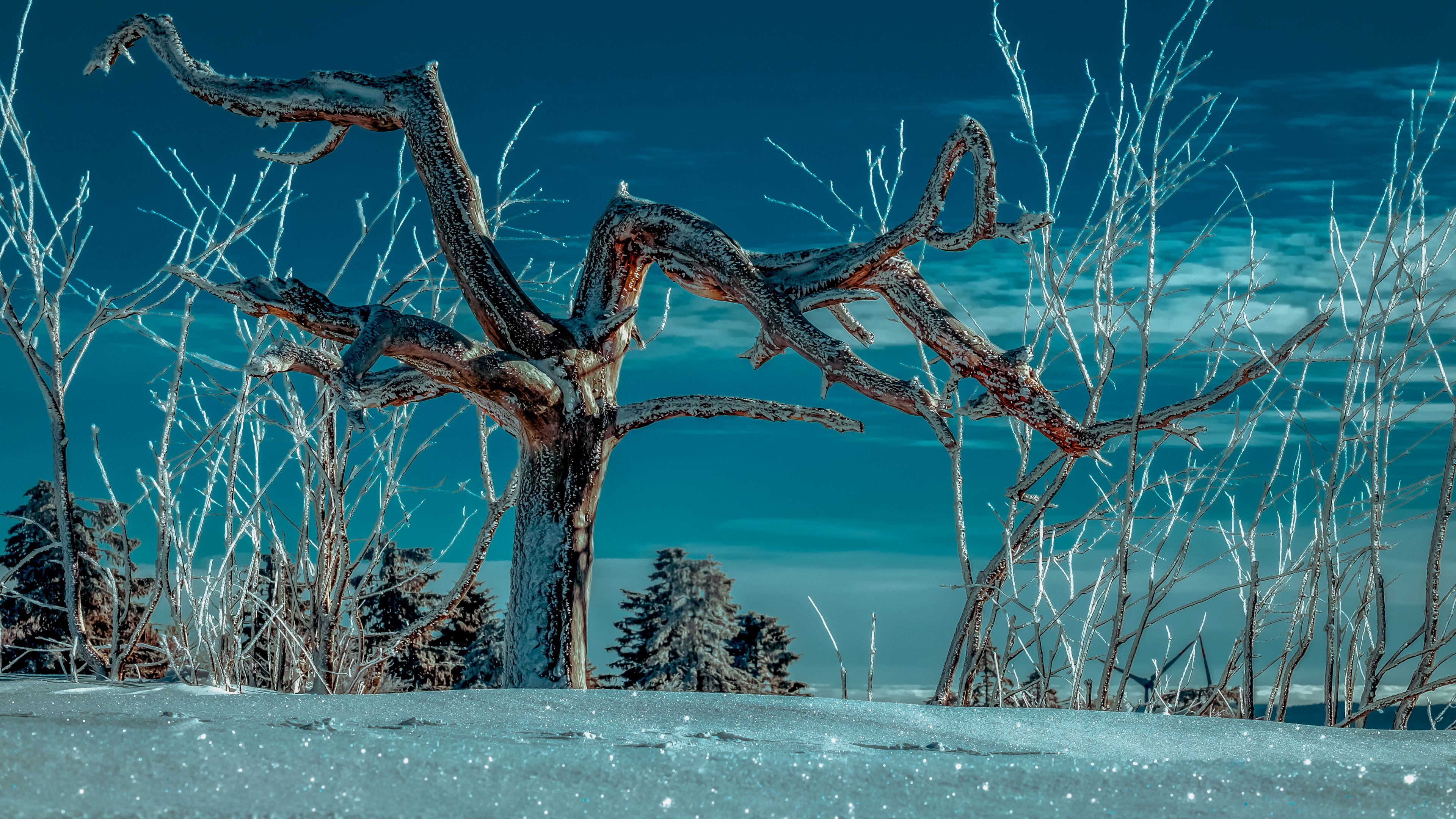 tree, snow, winter, branches, sky, 4k, HD Wallpaper