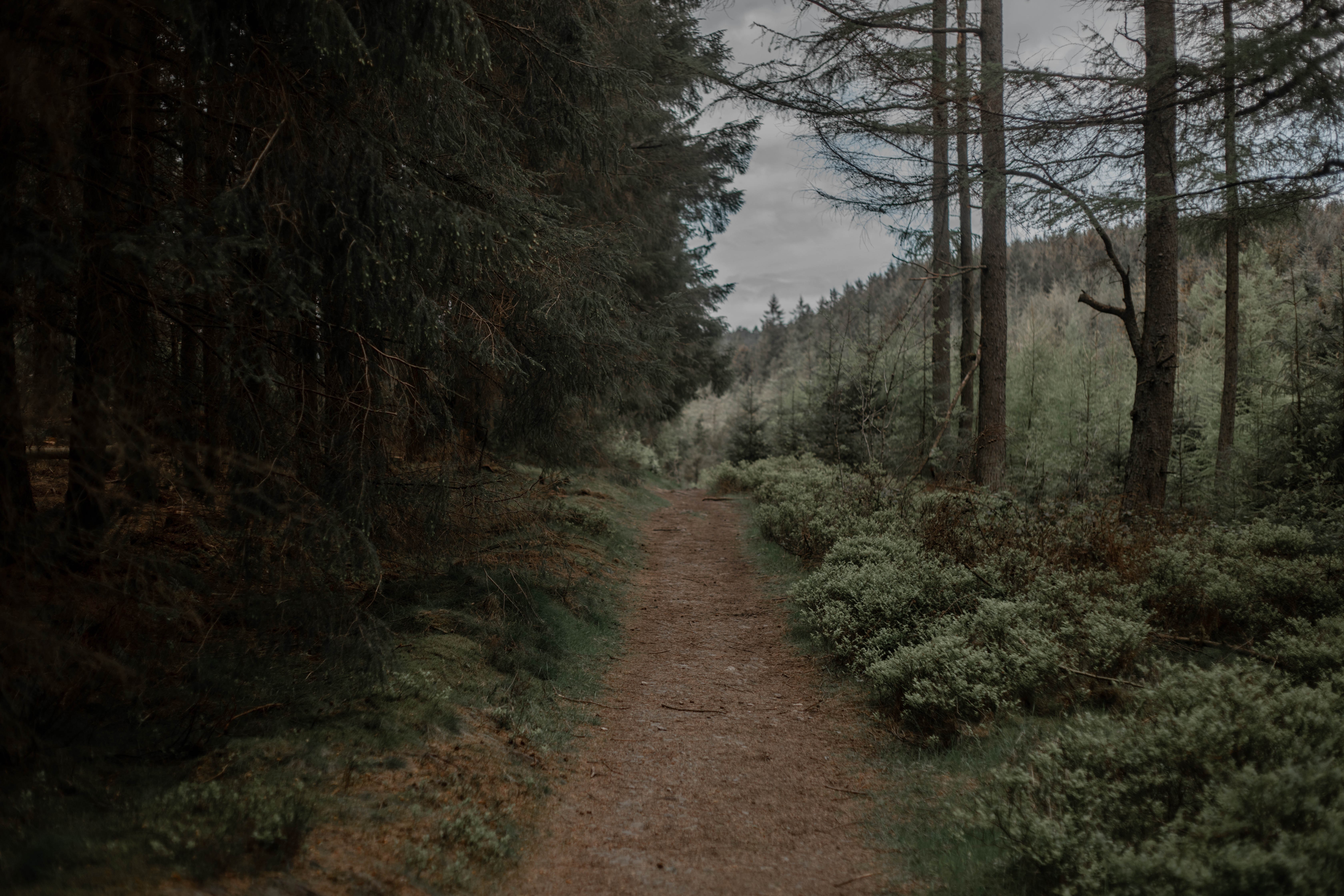 Wales, walkway, path, trees, plants, Monsoon, nature, dirtroad, forest, HD Wallpaper