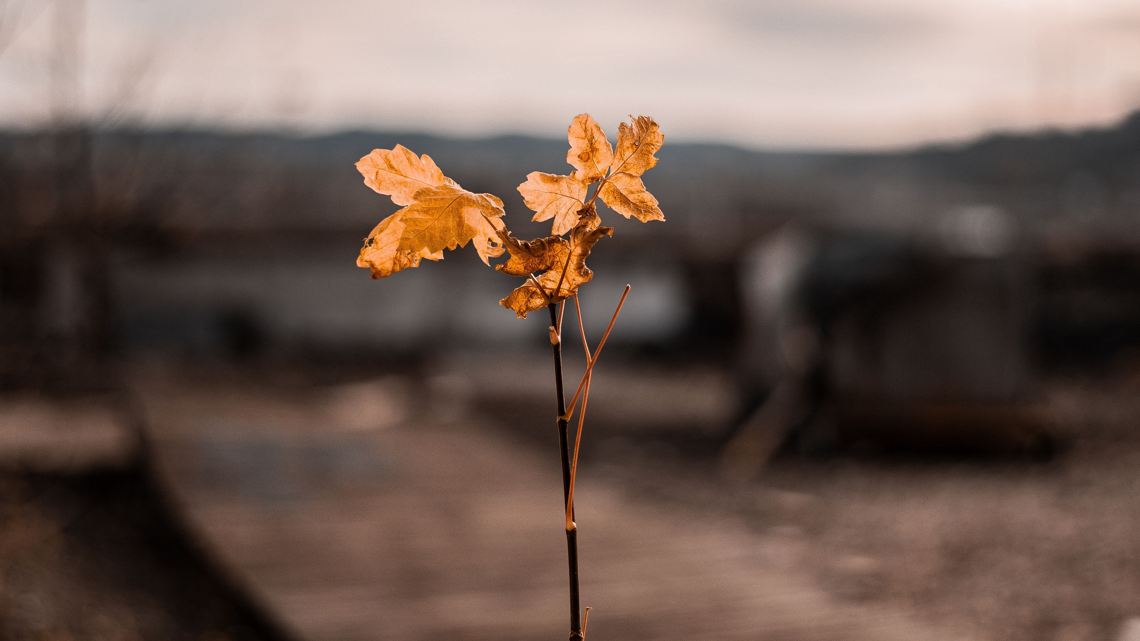 branch, leaves, autumn, blur, 4k, HD Wallpaper
