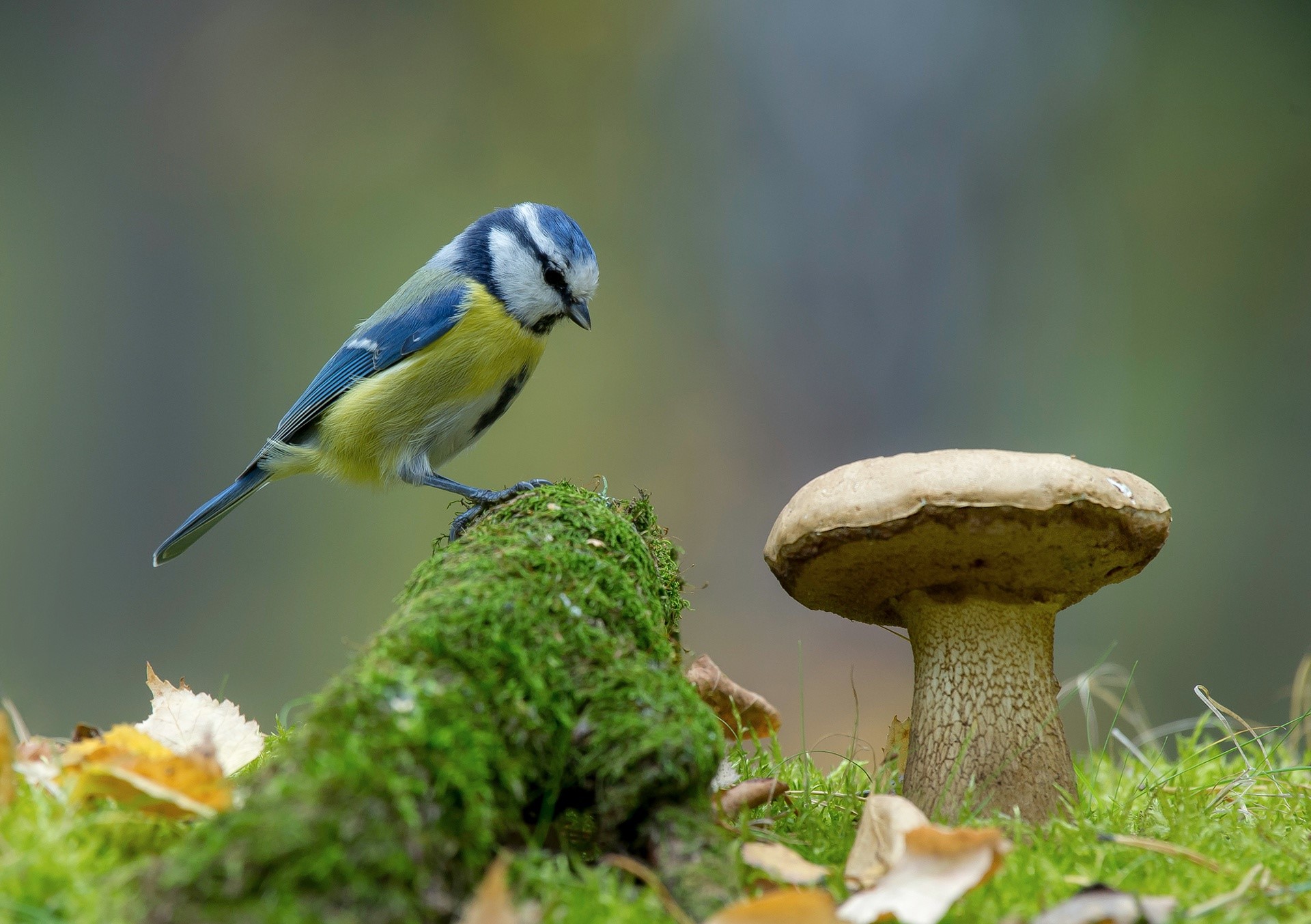 mushroom, plants, birds, animals, HD Wallpaper