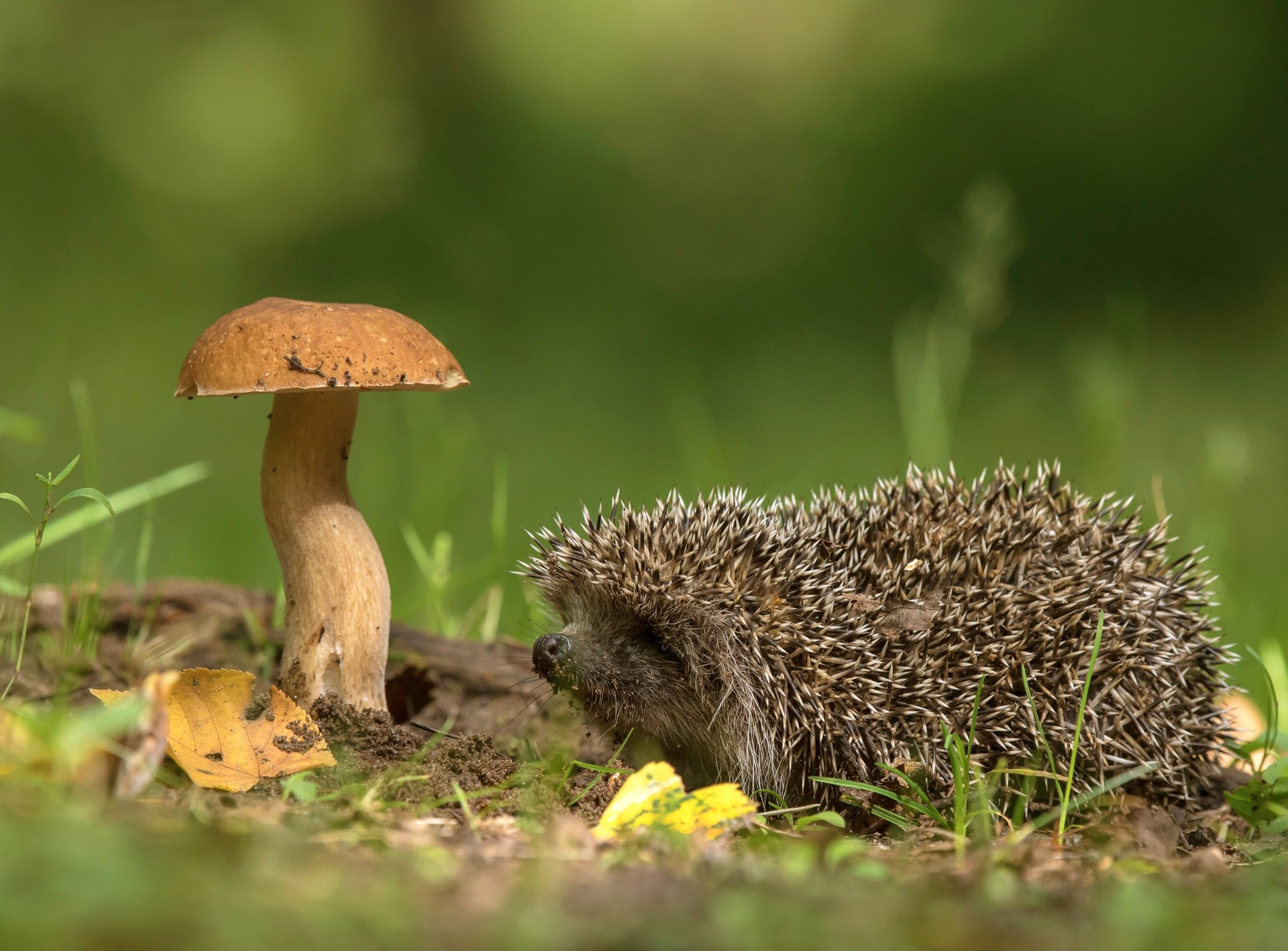 hedgehog, animals, plants, mushroom, nature, HD Wallpaper